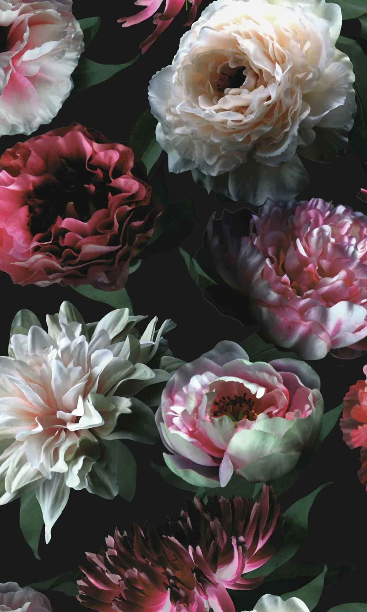 Origin Pink Black And Dark Green Paradise Flowers 139168