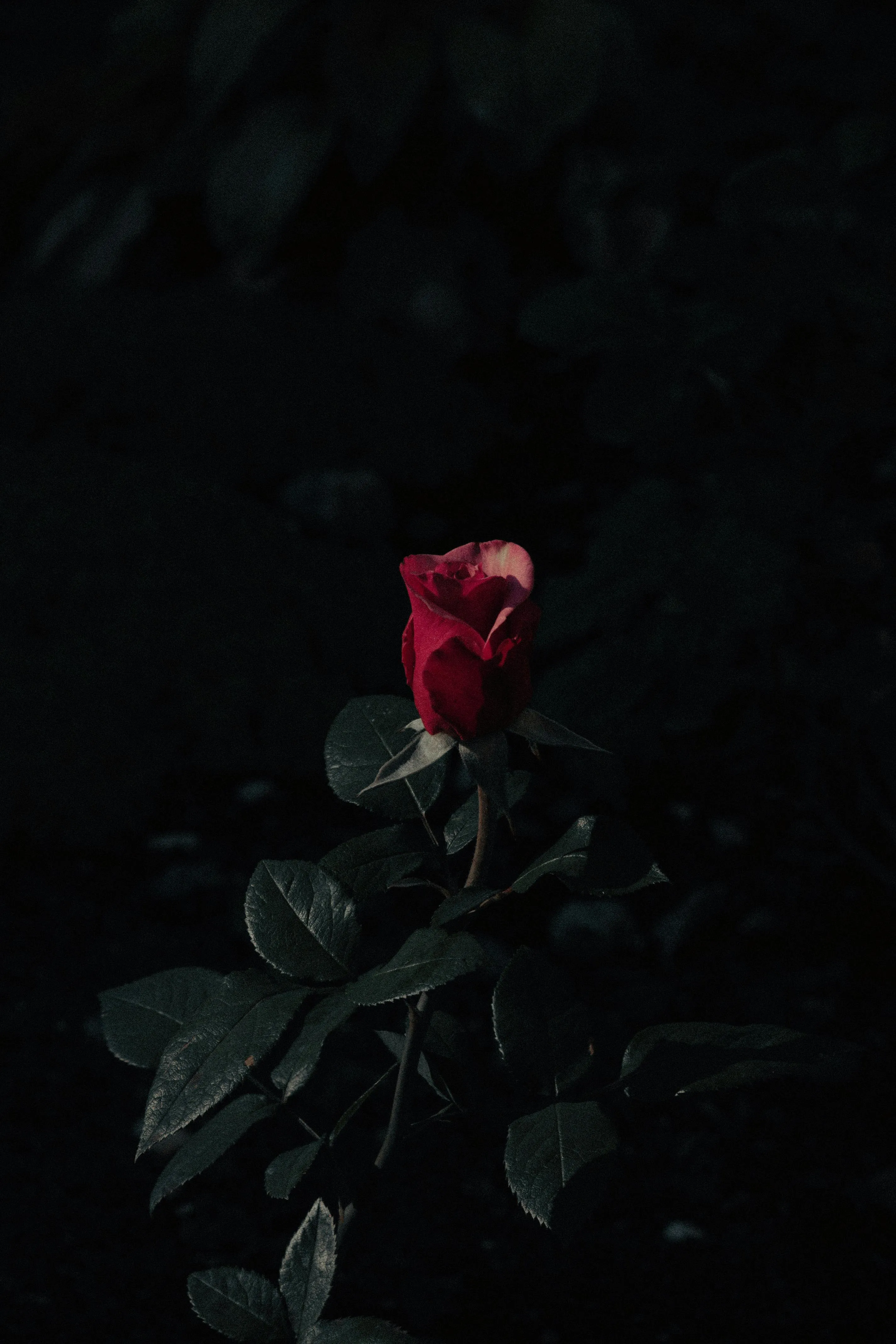 Dramatic Dark Red Rose in Shadowy Environment · Free