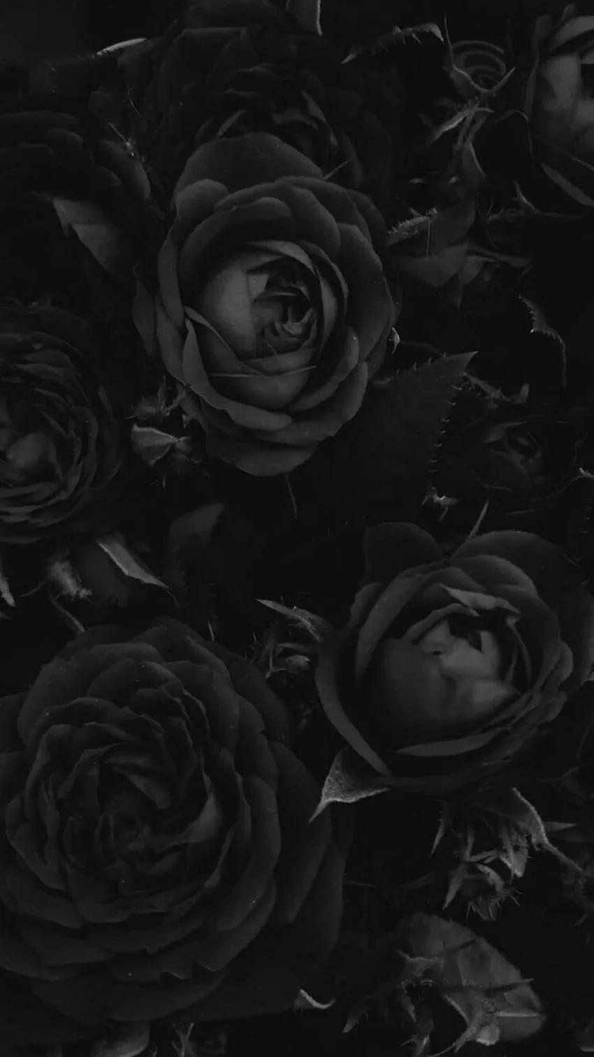 Floral. Flower.. iPhone. Android. Black aesthetic, Black roses, Black phone, Dark Roses Aesthetic HD phone wallpaper