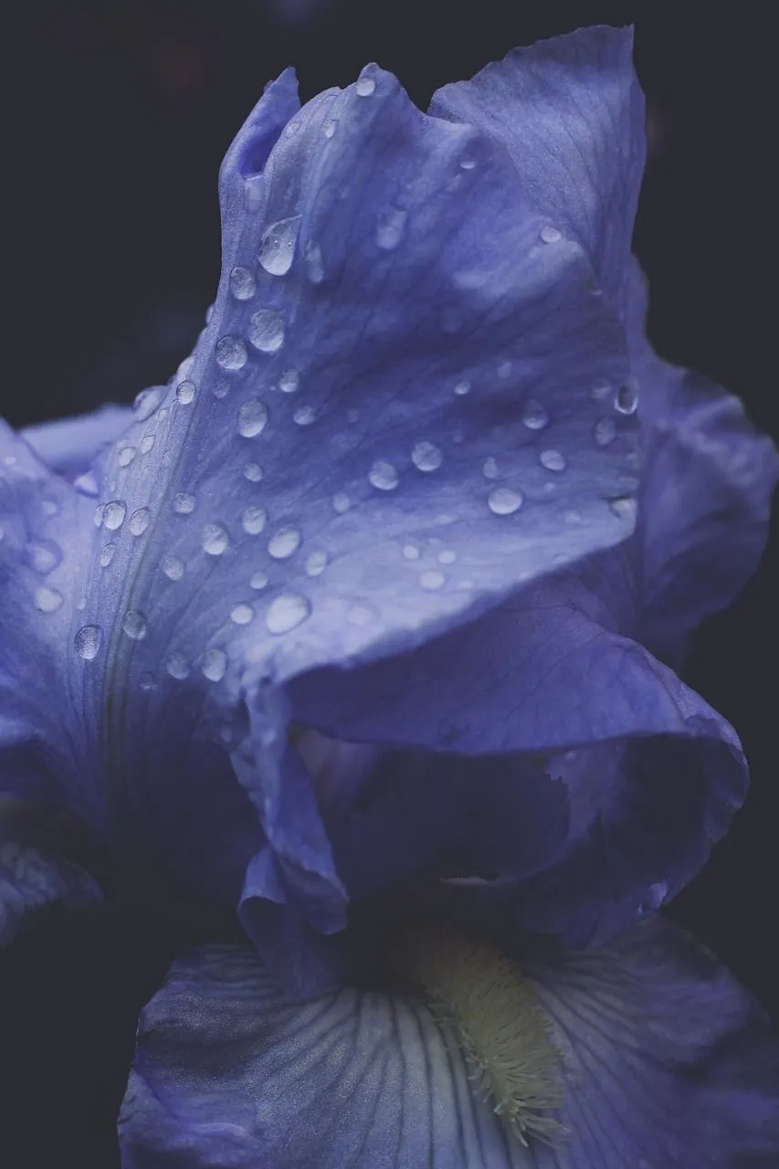 Free Dark Flowers & Nature Image