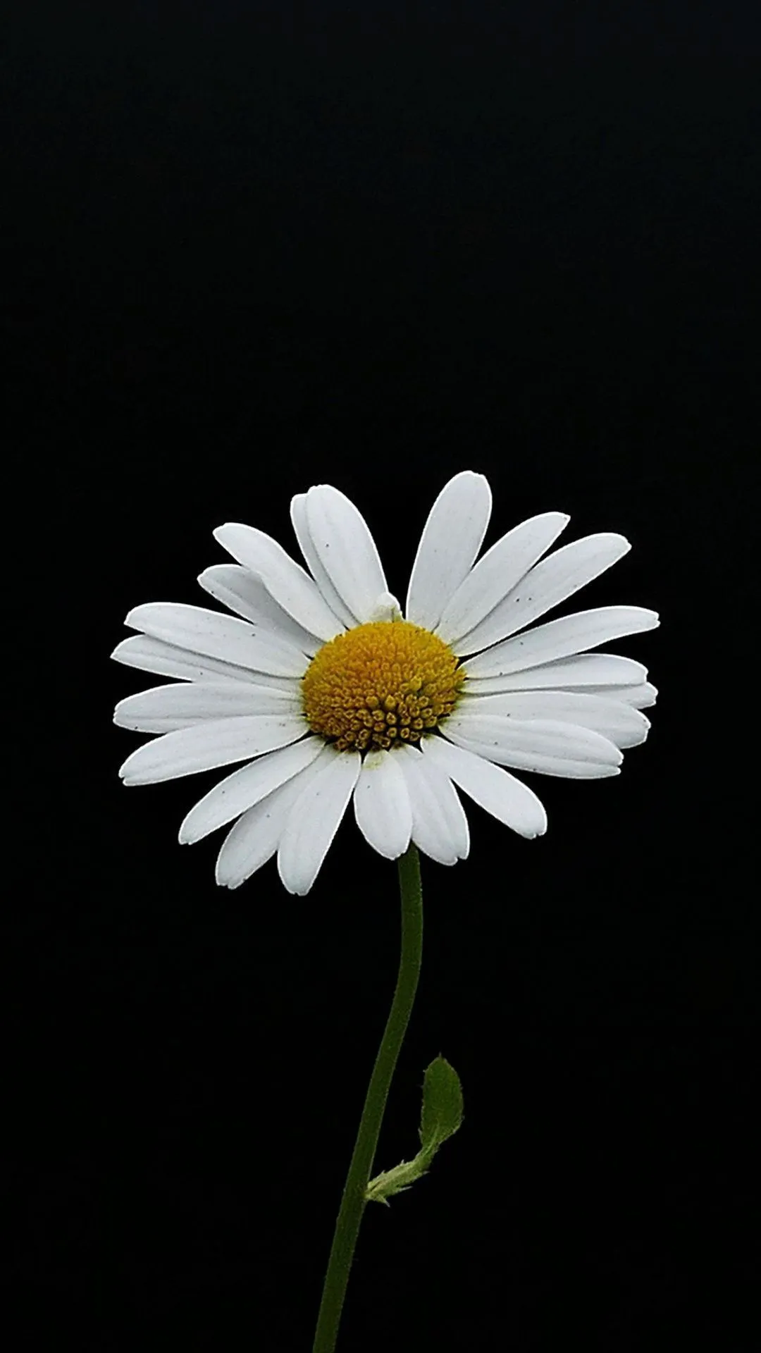 Dark flower wallpaper ideas to save today. flower wallpaper, red roses wallpaper, dark flowers and more