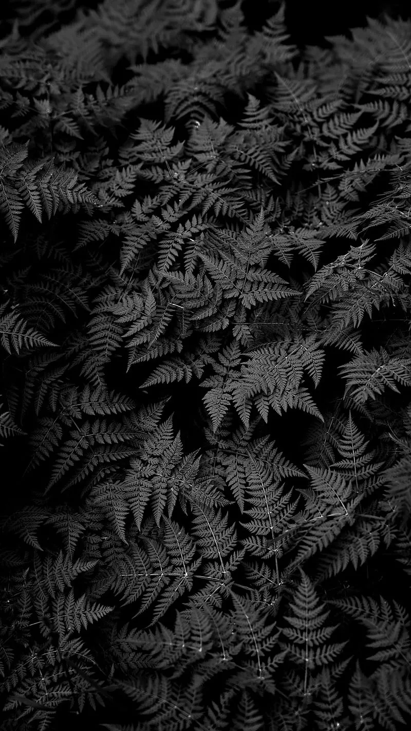 Black bushes, DARK, black, bush, creepy, forest, night, psicodelia, trippy, HD phone wallpaper
