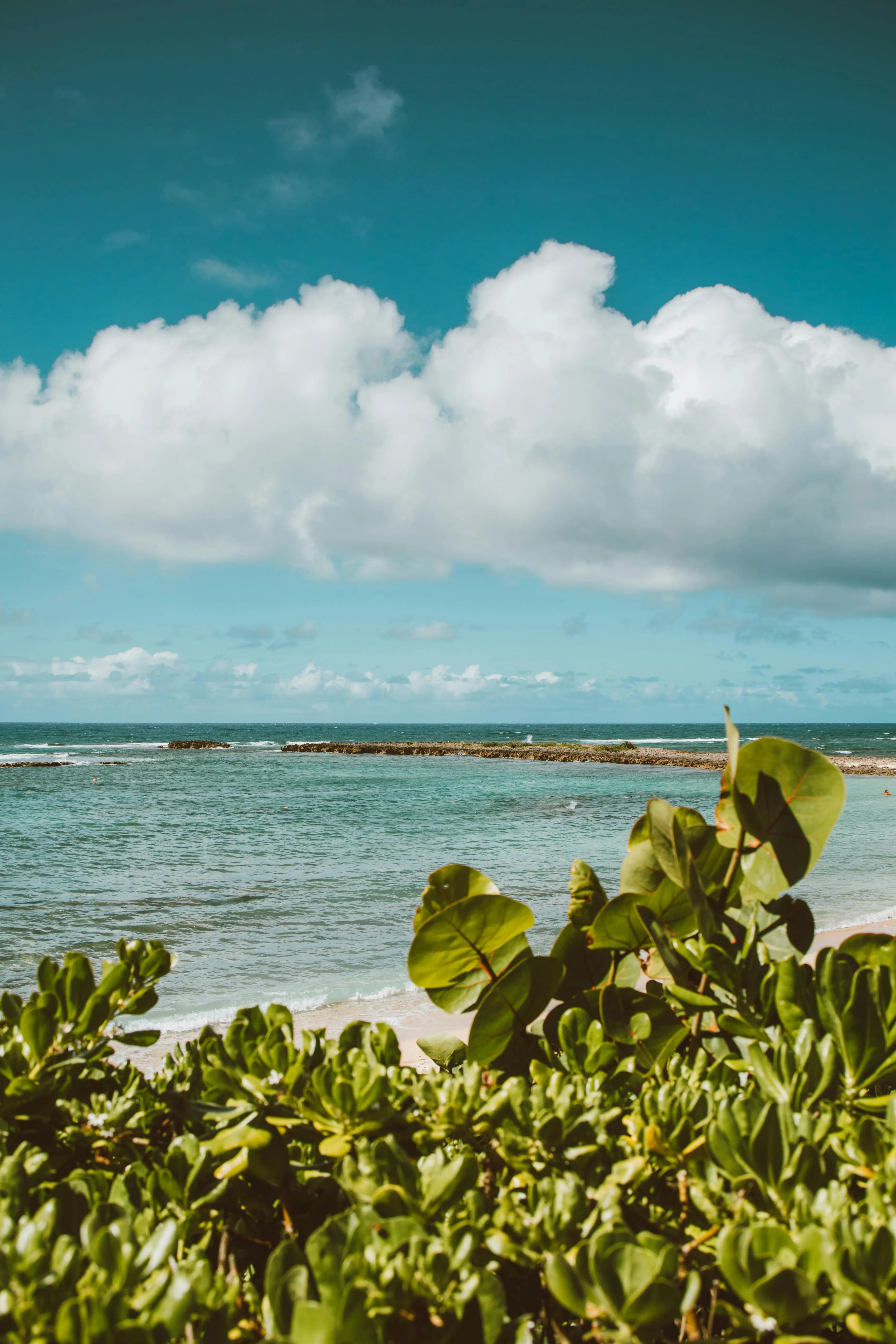 Green Leaves on Beach · Free