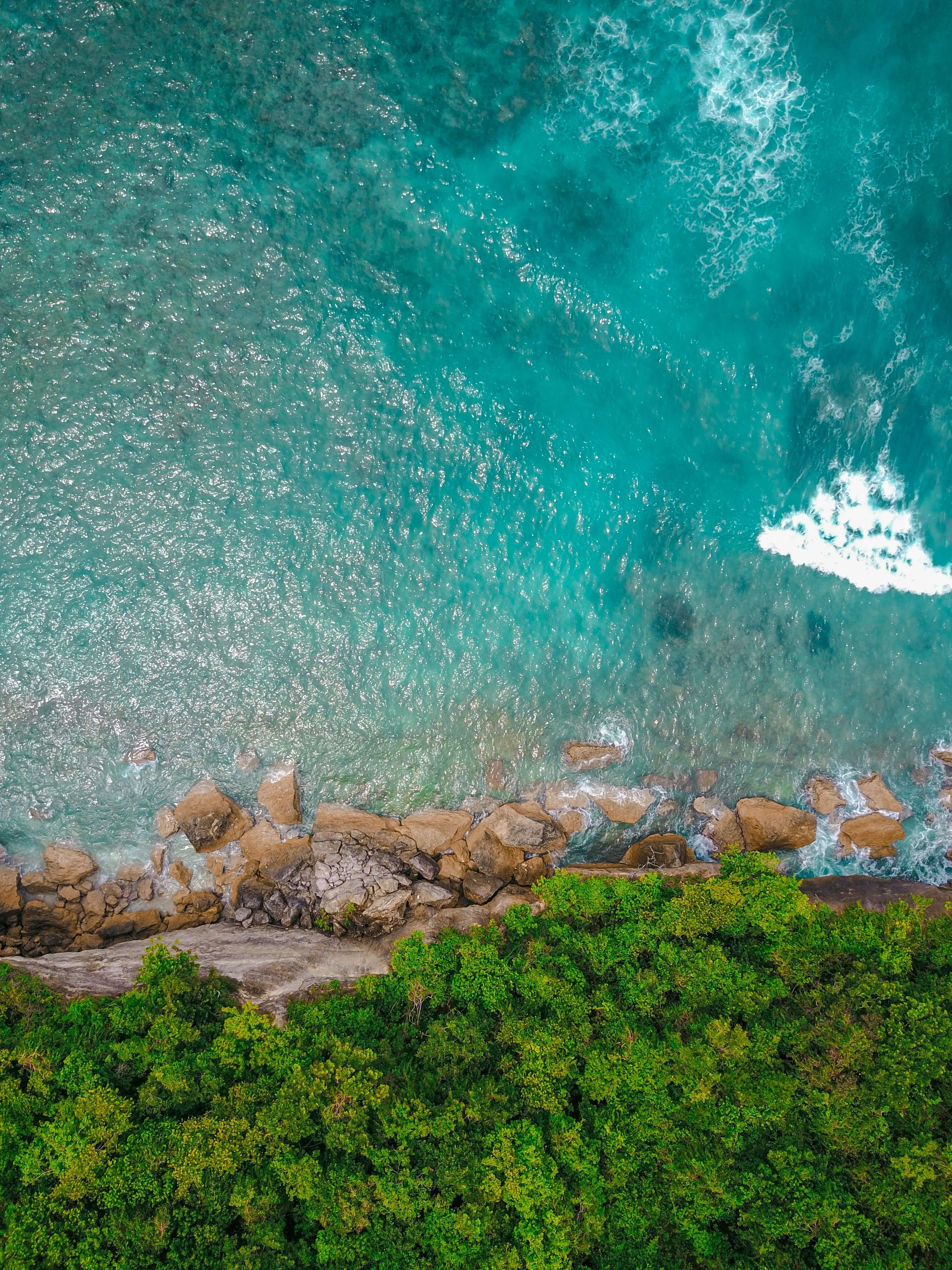 Bird's eye view of green leafed trees near body of water photo