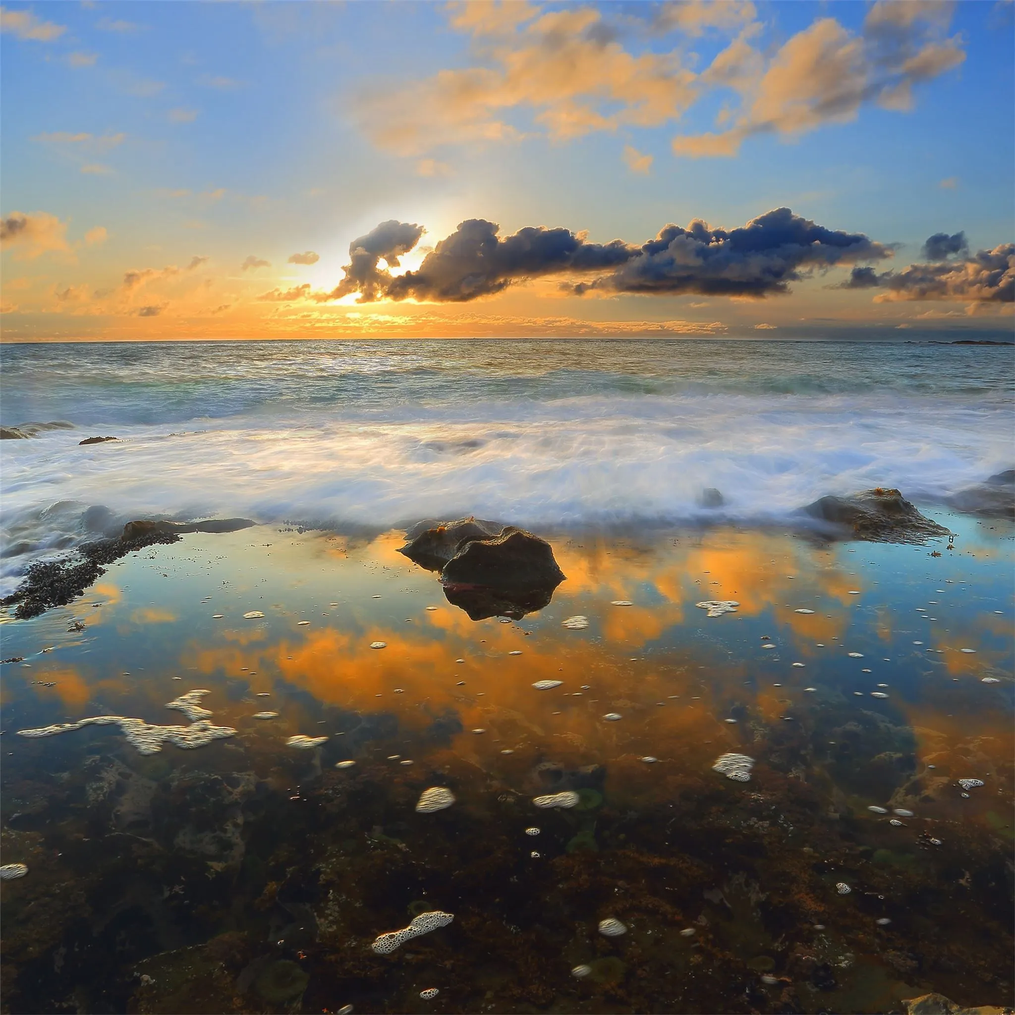 green sea anemones during sunset 4k iPad Air Wallpaper Free Download