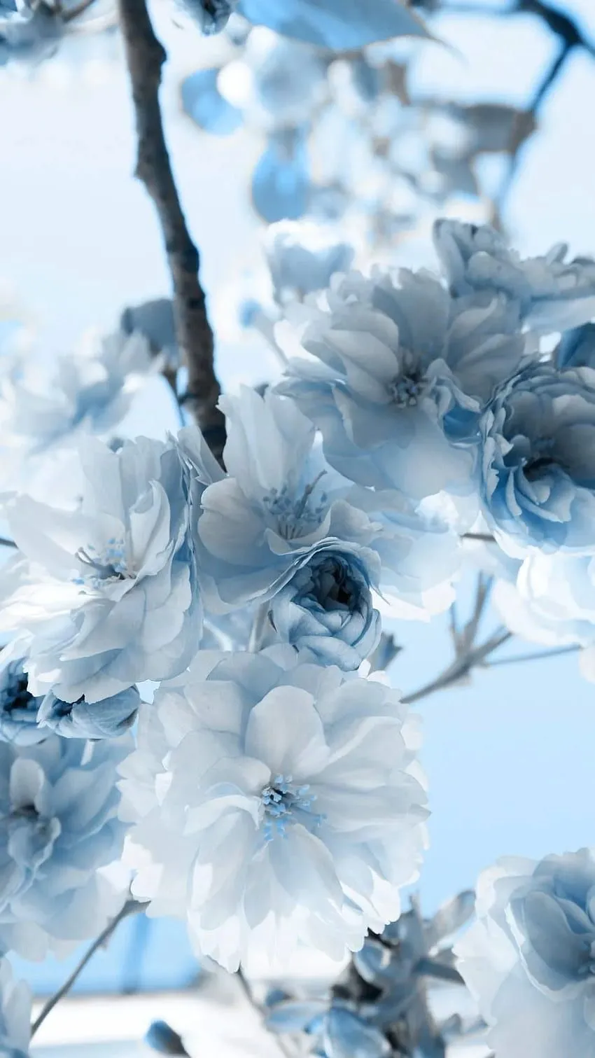 Light Blue. Blue aesthetic pastel, Blue flower, Flower, Blue Flower Phone HD phone wallpaper