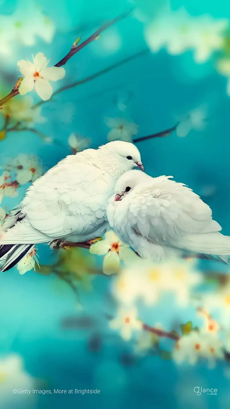 Birds, crow, flower, green nature, owl, owls, snow, white, HD phone wallpaper