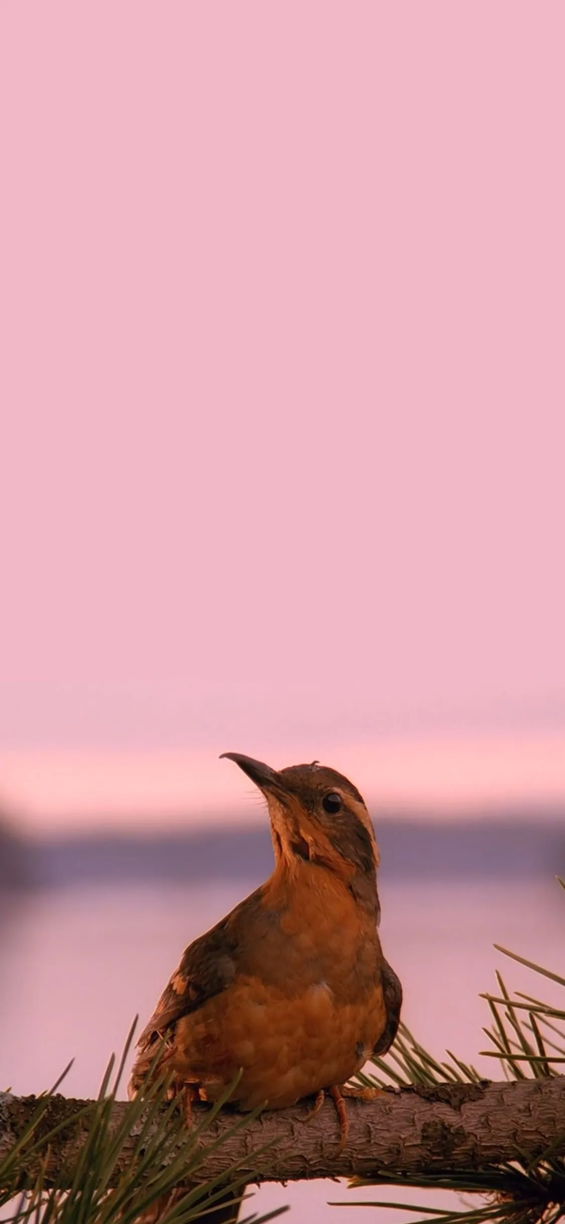 mobile phone wallpaper and lock screen wallpaper!