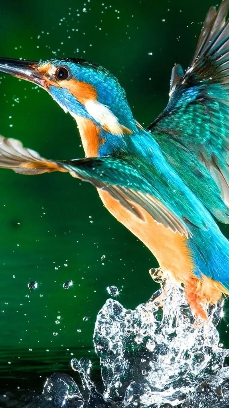 NATURE- BIRD FLY, nature, HD phone wallpaper