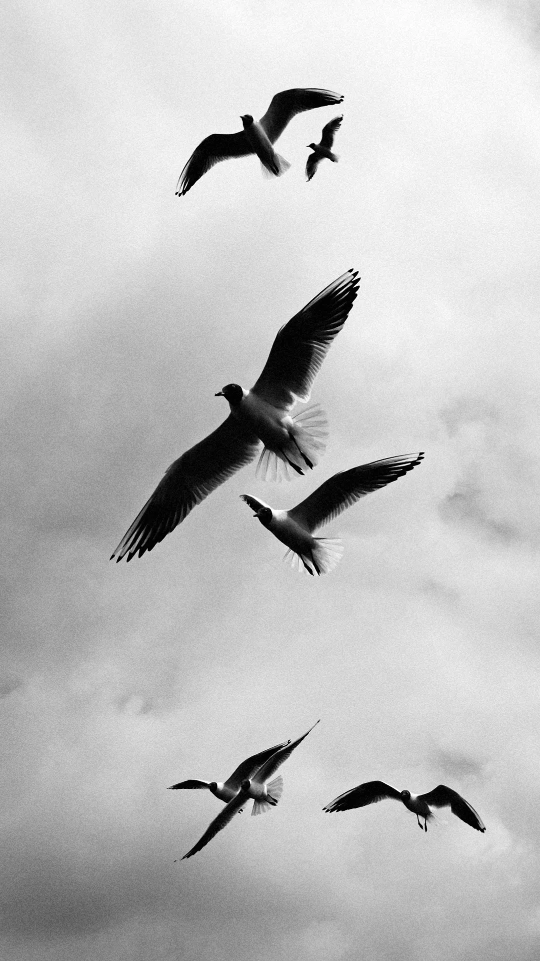 Free Birds Wallpaper for Mobile