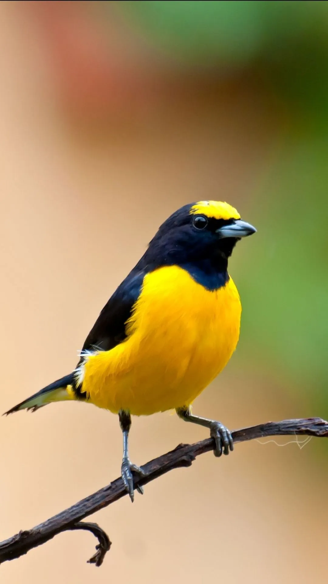 Phone wallpaper: Animal, Bird, Birds 1084758