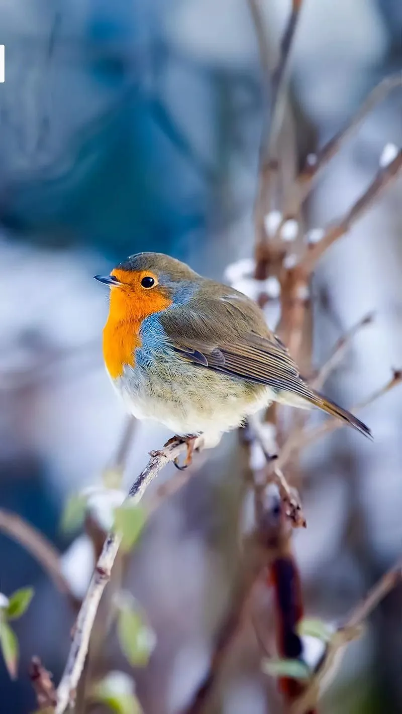 Loving bird, birds, here, robins, HD phone wallpaper