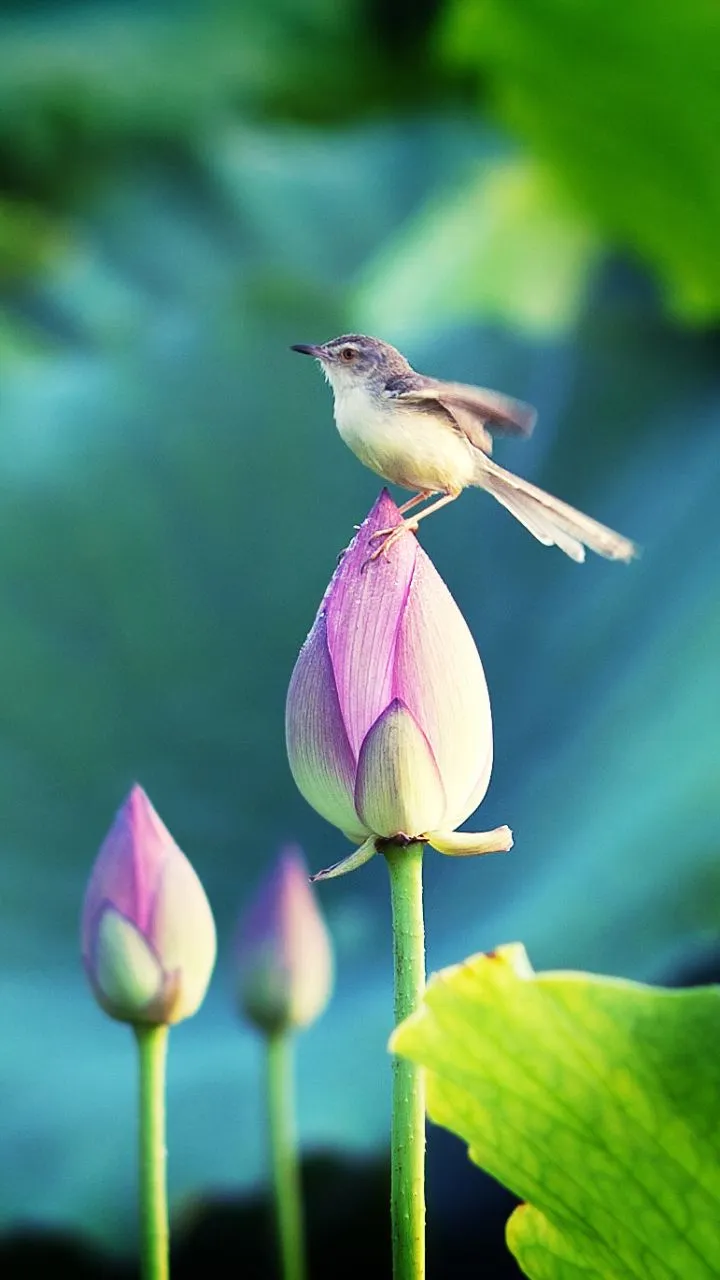Phone wallpaper: Flower, Animal, Bird, Water, Birds 1085811