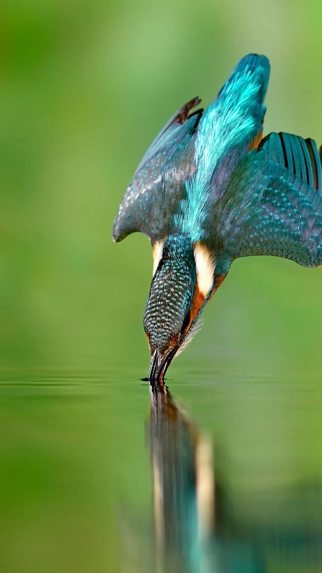 Kingfisher bird Wallpaper 4K, Flying bird, Catching a fish