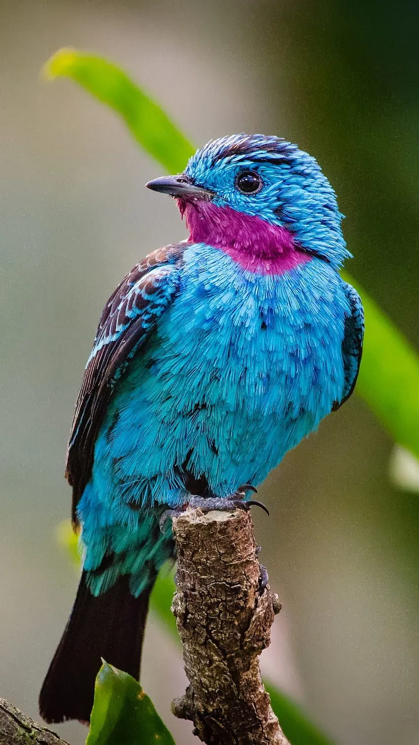 Birds For Mobile - & Background, Birds Mobile HD phone wallpaper