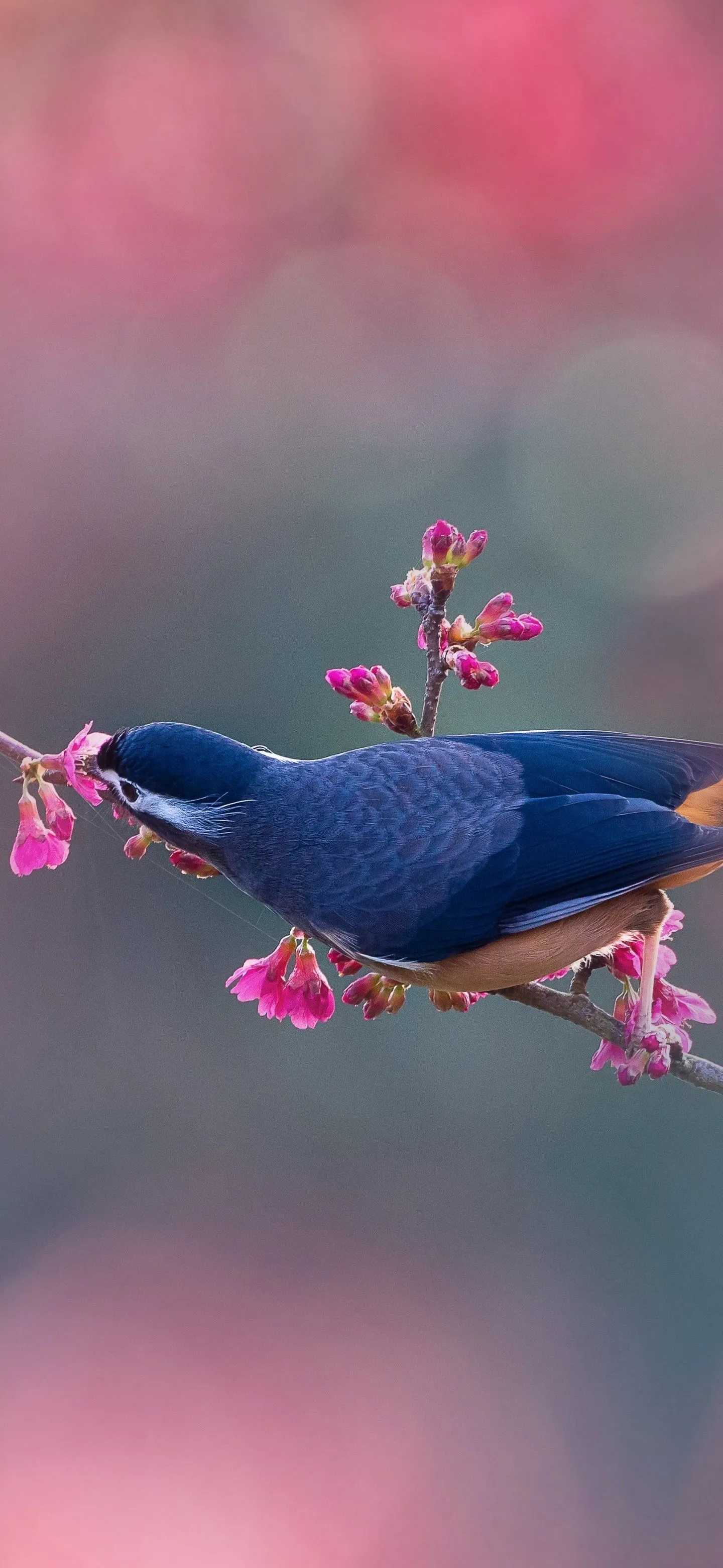 Download White Eared Sibia Animal Bird Phone Wallpaper