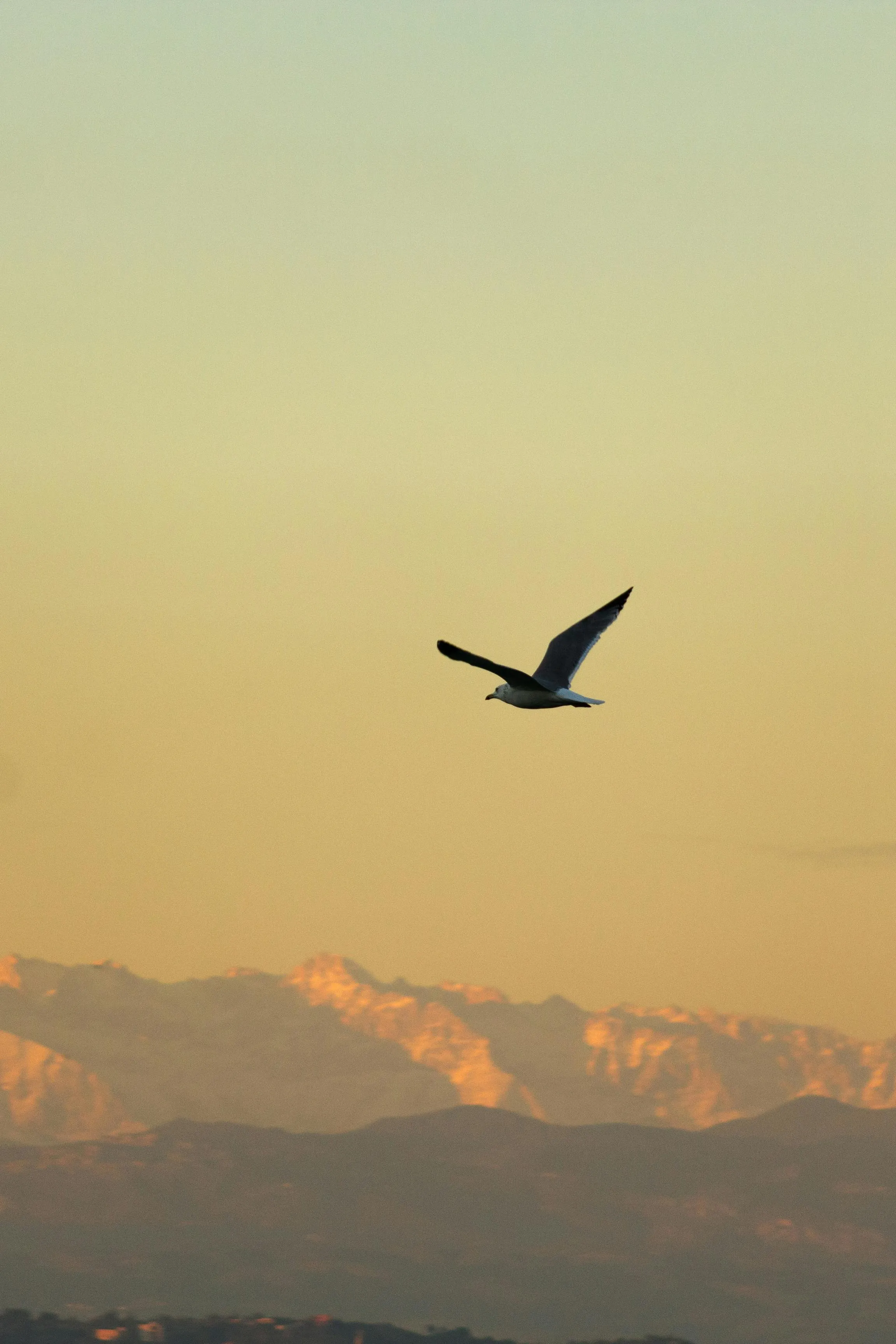 Close Up Of A Bird Flying Over Mountains · Free