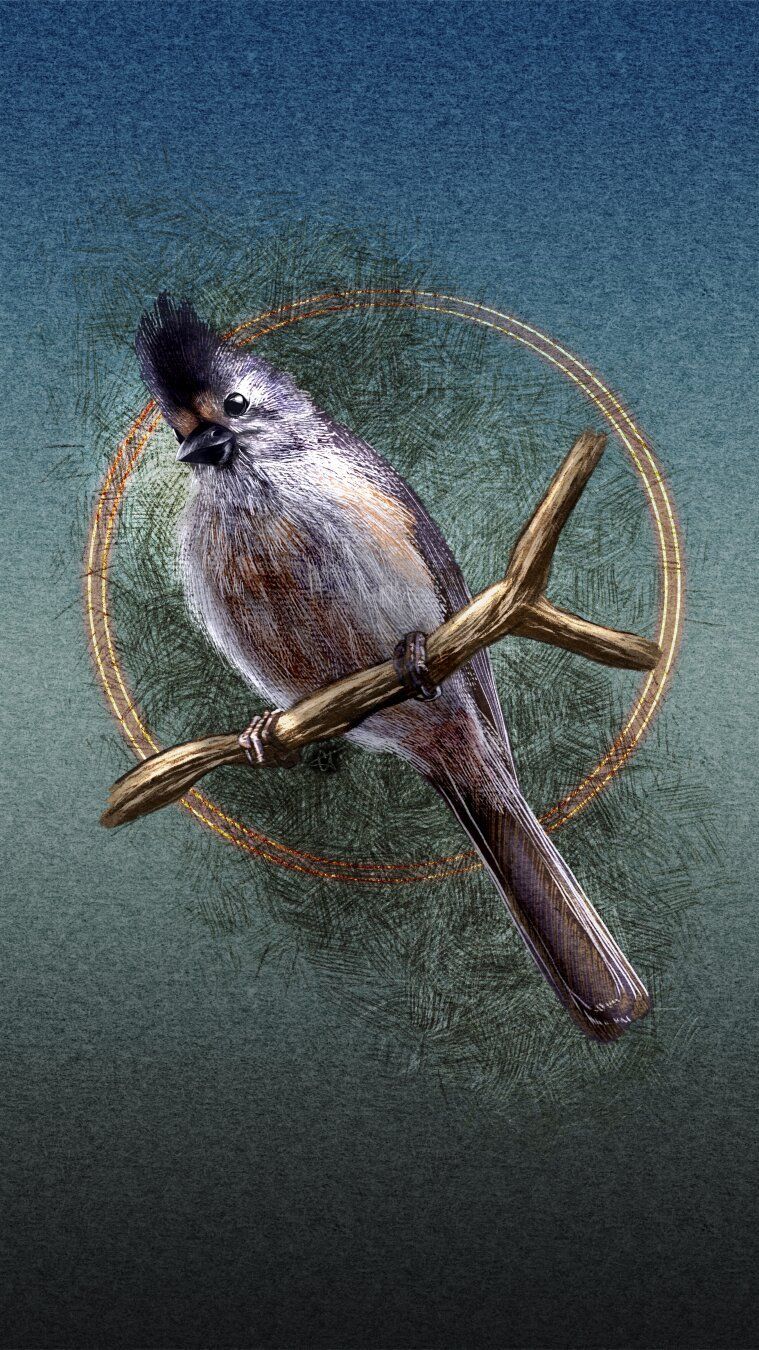 Coreyartus Imagery: Today's free phone bird wallpaper is a B