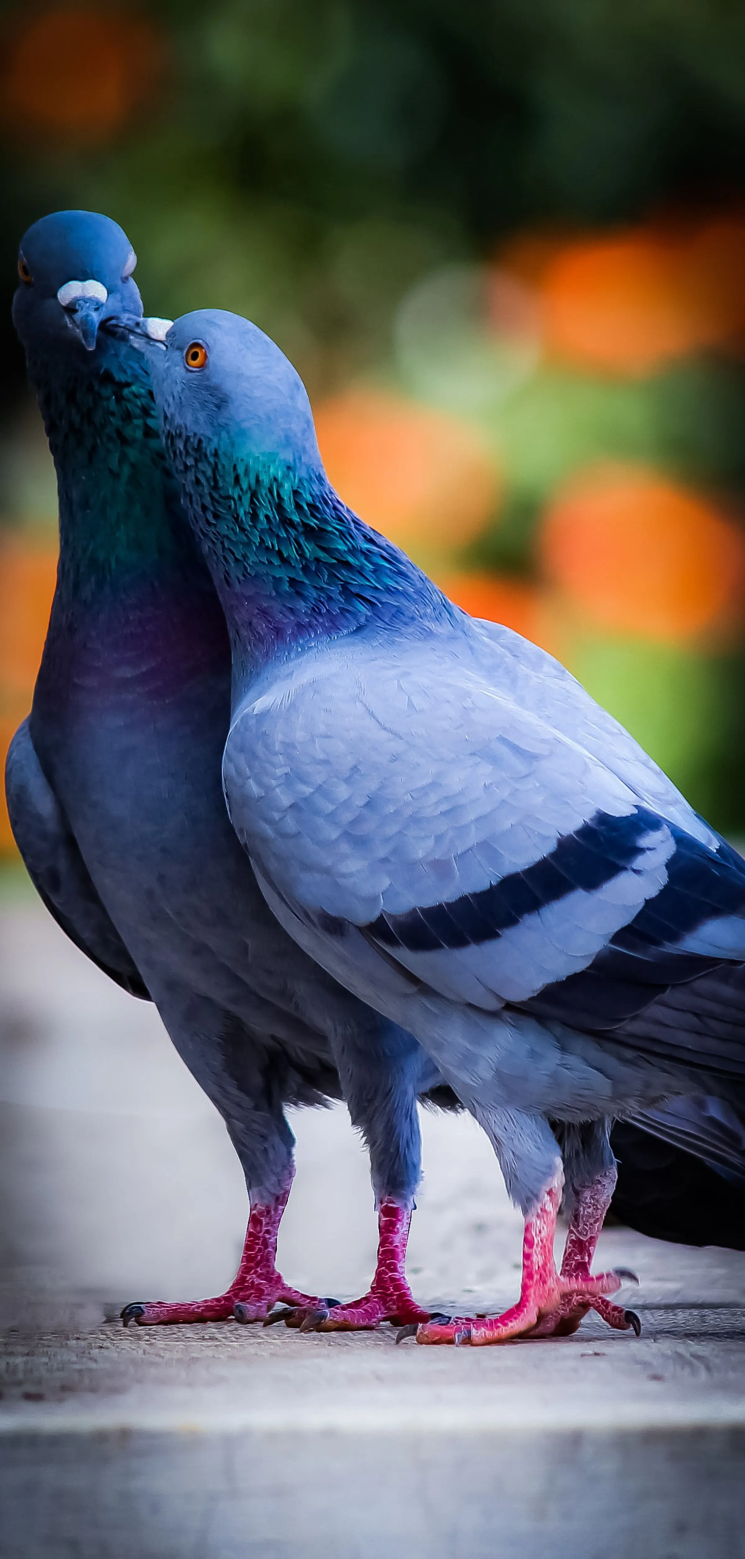 Phone wallpaper: Love, Birds, Kiss, Pigeons, Animals 125341