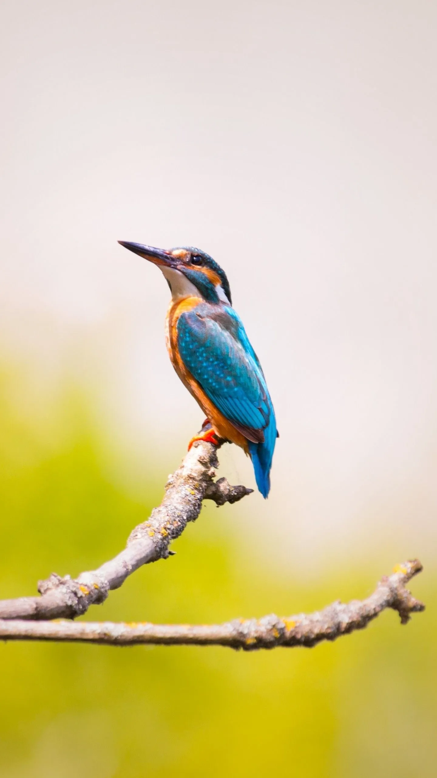 Kingfisher (Bird) Wallpaper