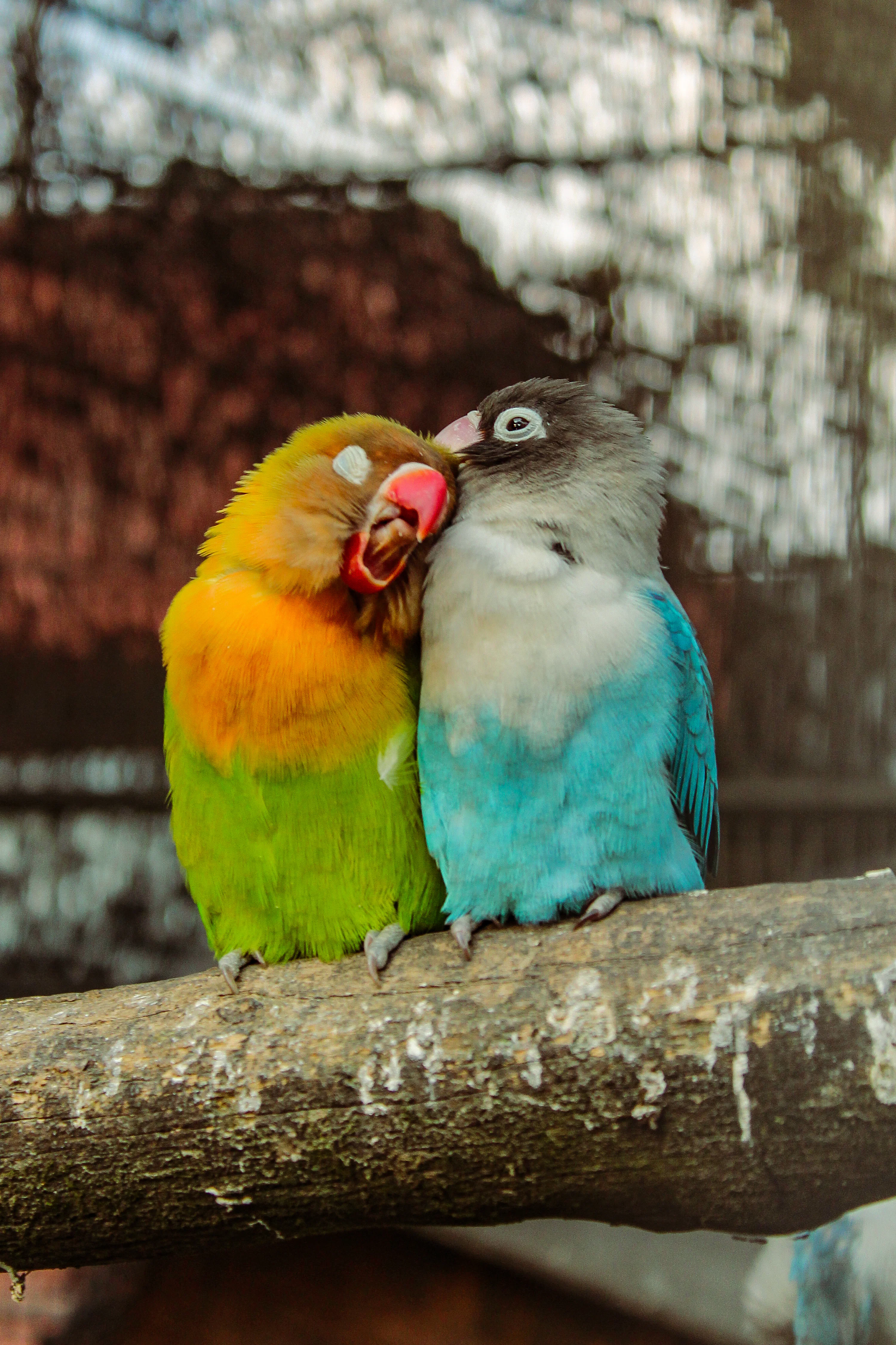A close up of a bird photo