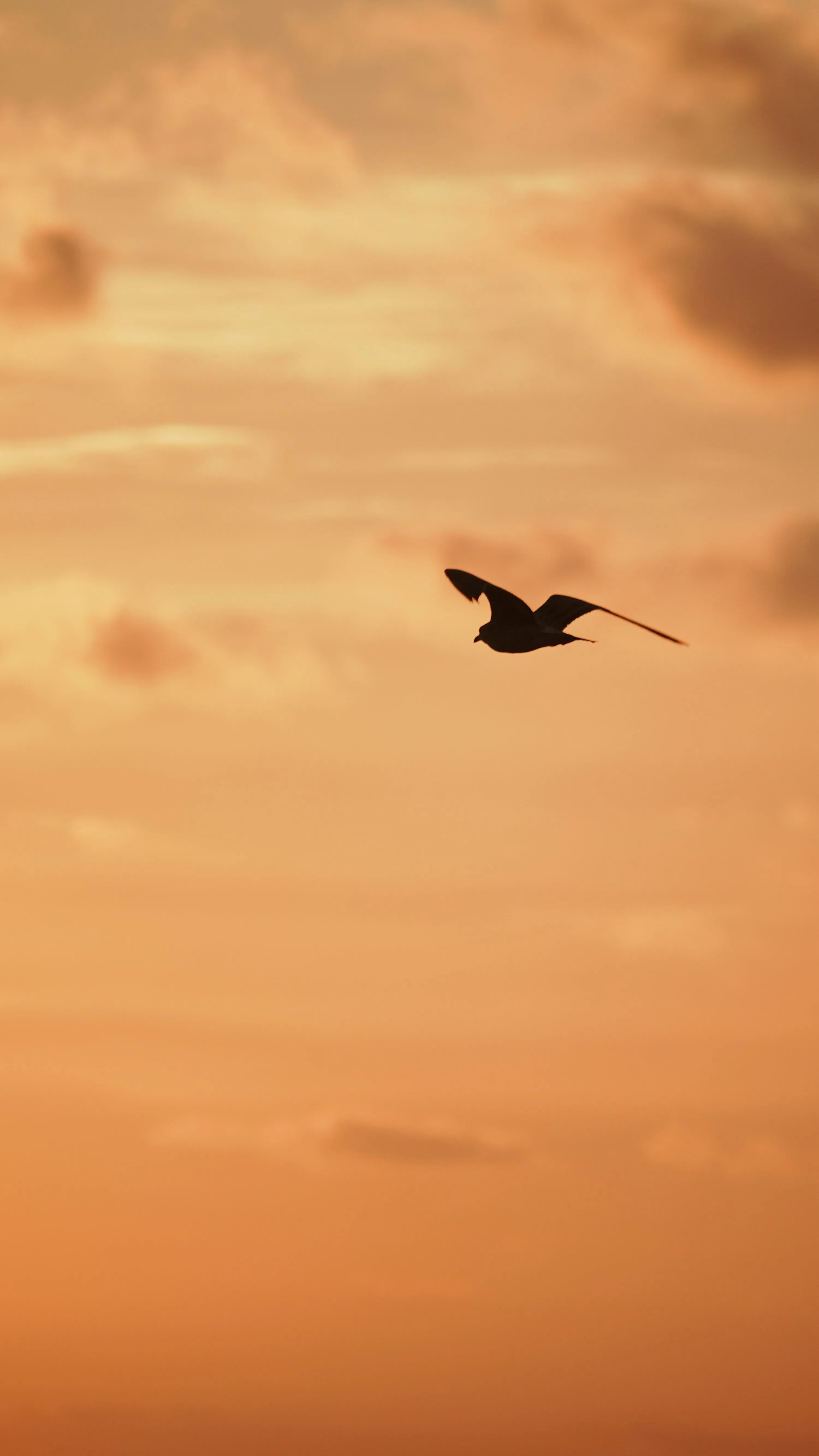 A bird flying in the sky at sunset photo