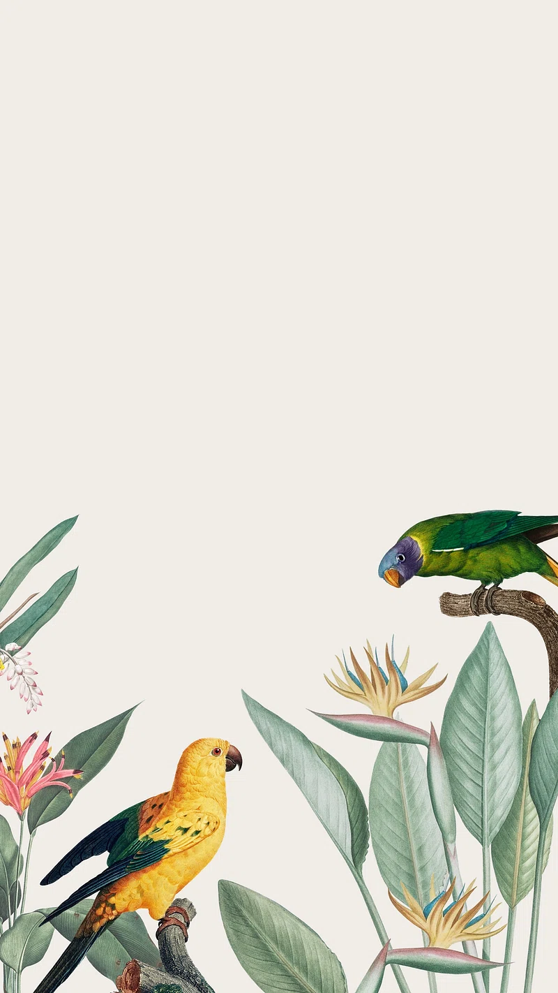 Birds Wallpaper HD Image Wallpaper