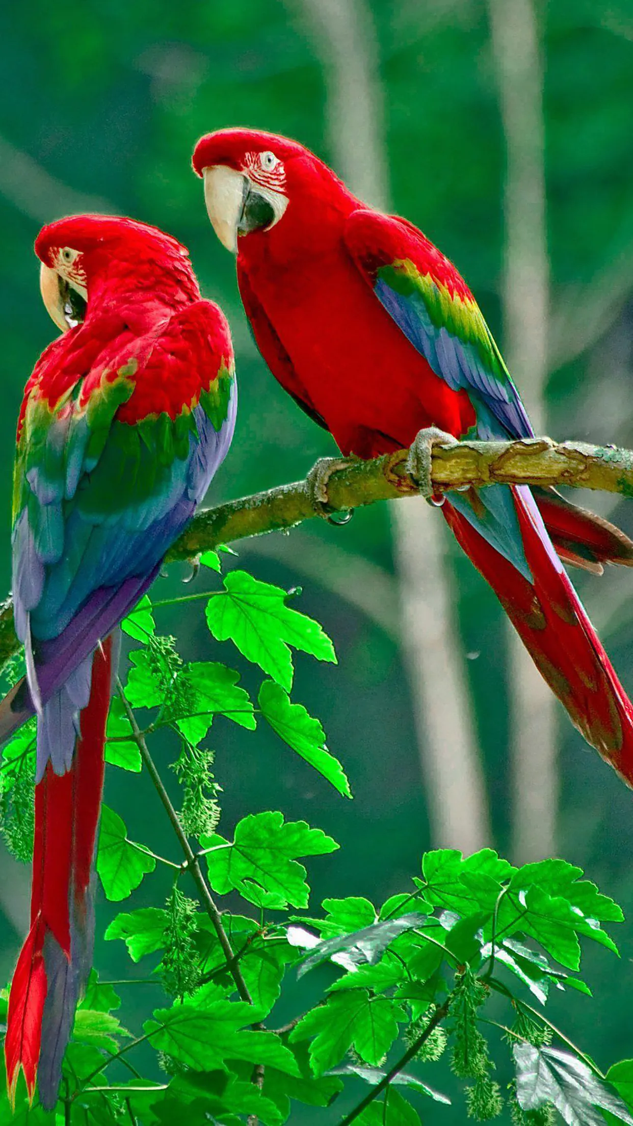Bird, Red Bird Wallpaper for iPhone 11, Pro Max, X, 8, 7, 6