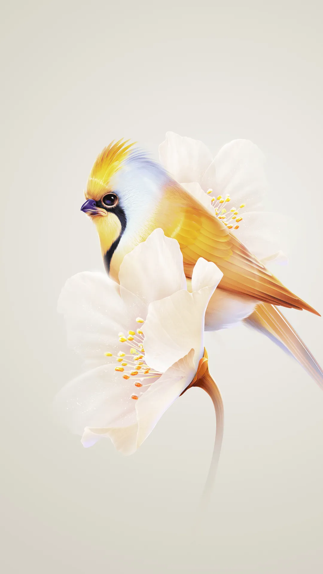 Pretty Wallpaper 4K, Hummingbird, White flower