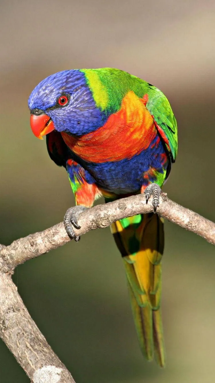 Download Rainbow Lorikeet Bird New Phone Wallpaper