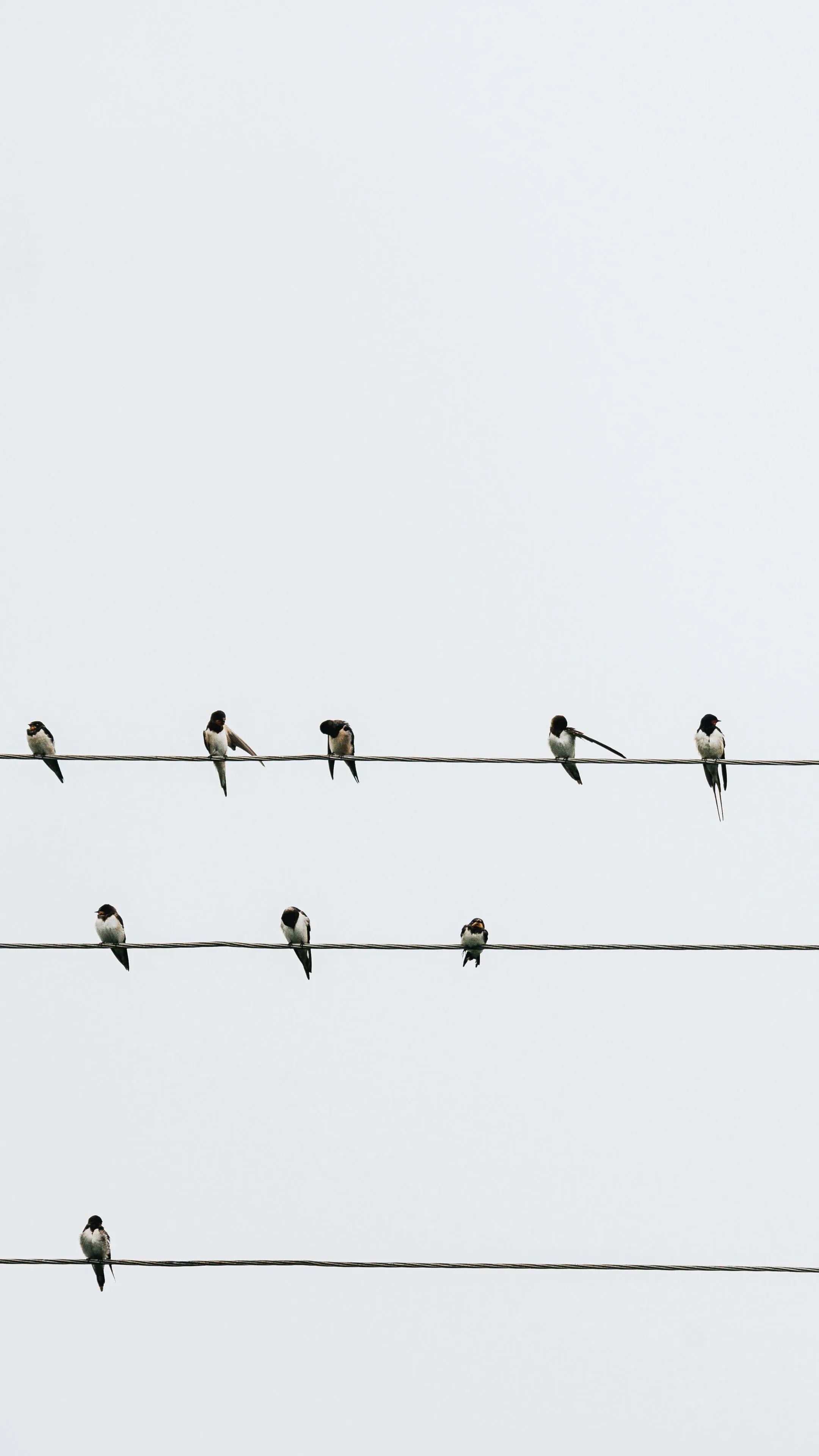 Download wallpaper 2160x3840 swallows, birds, wires, minimalism samsung galaxy s4, s5, note, sony xperia z, z1, z2, z3, htc one, lenovo vibe HD background