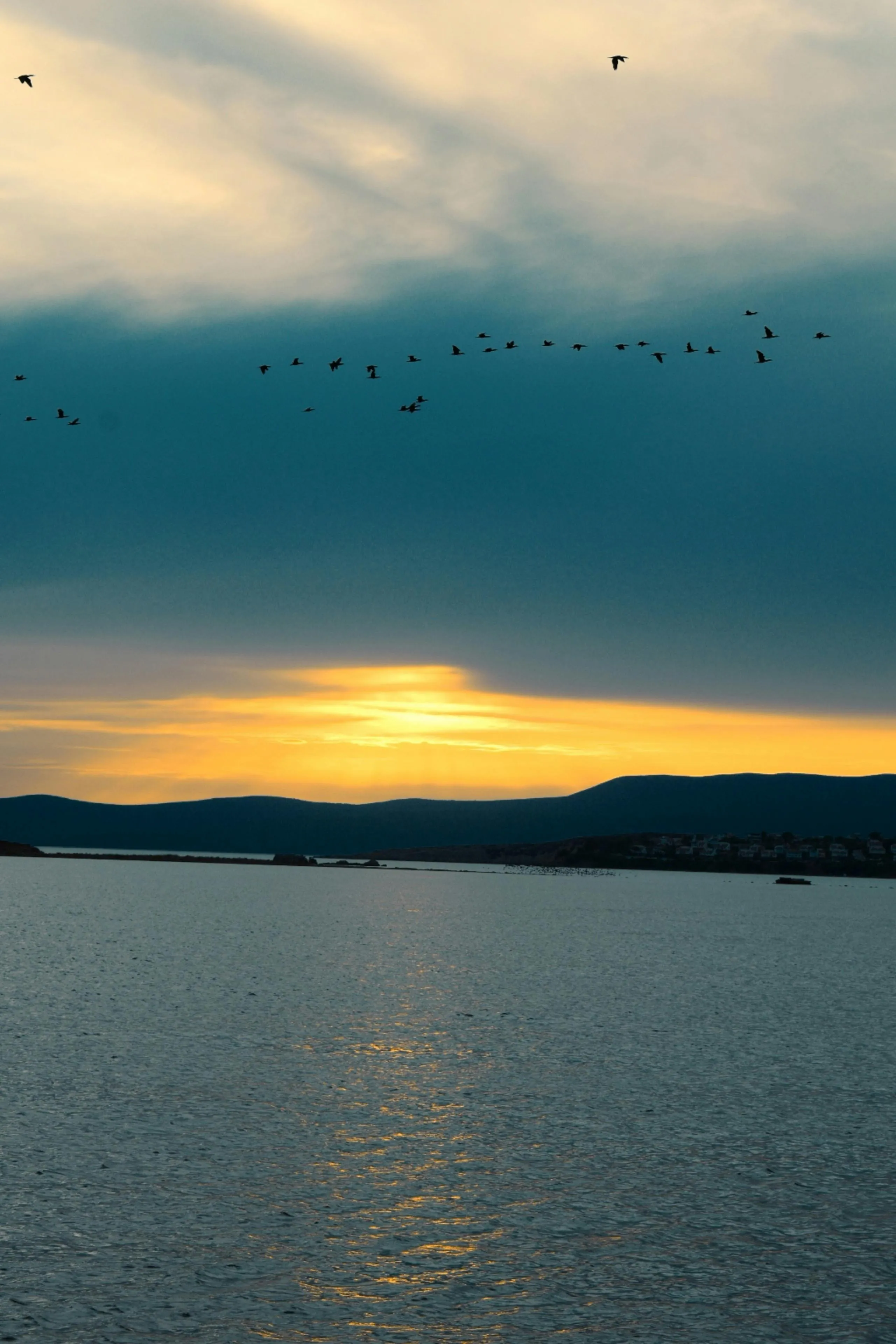 Flock of Birds During Sunset · Free