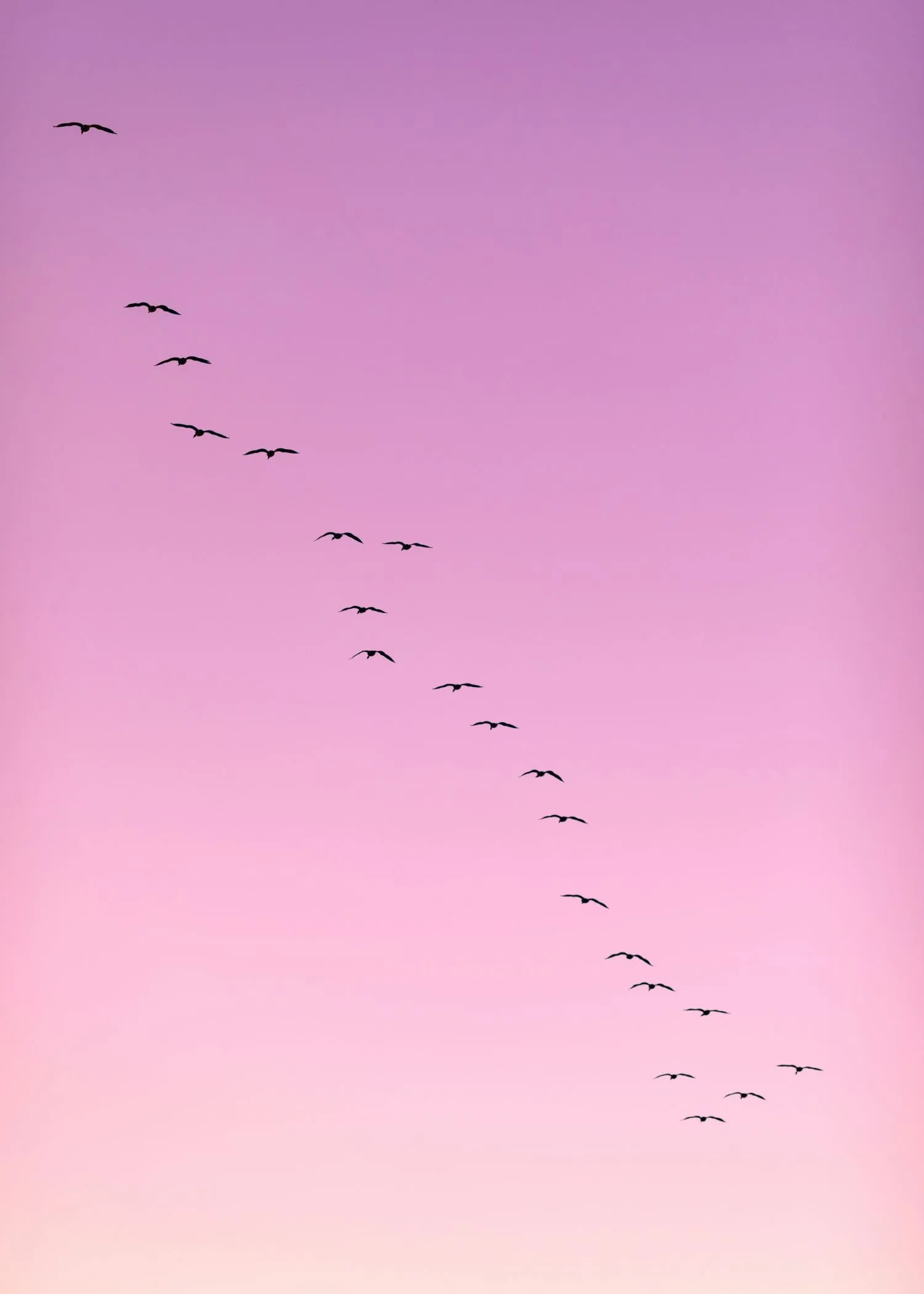 Flock Of Birds Flying In A Row At Sunset