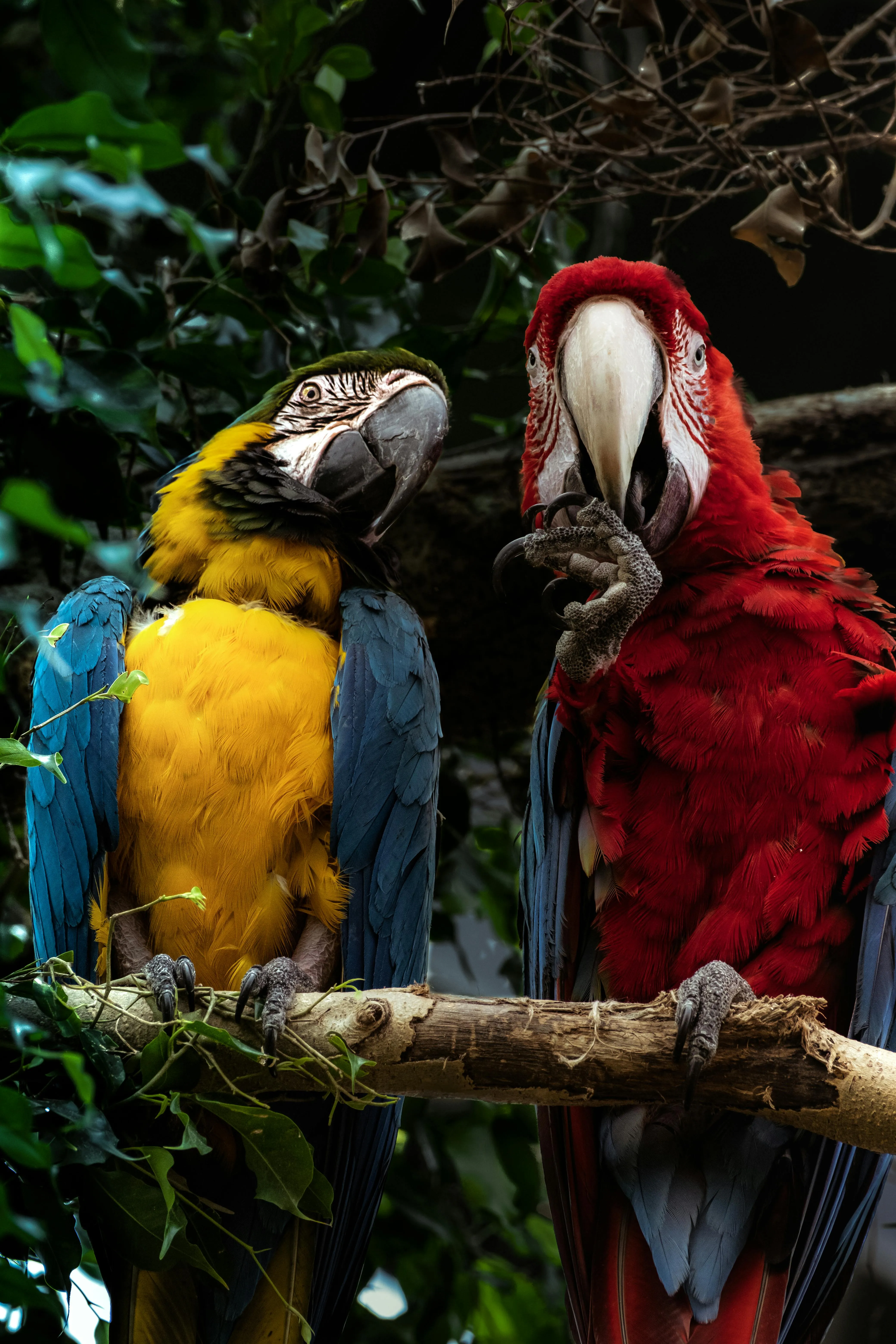 Close up of Parrots · Free