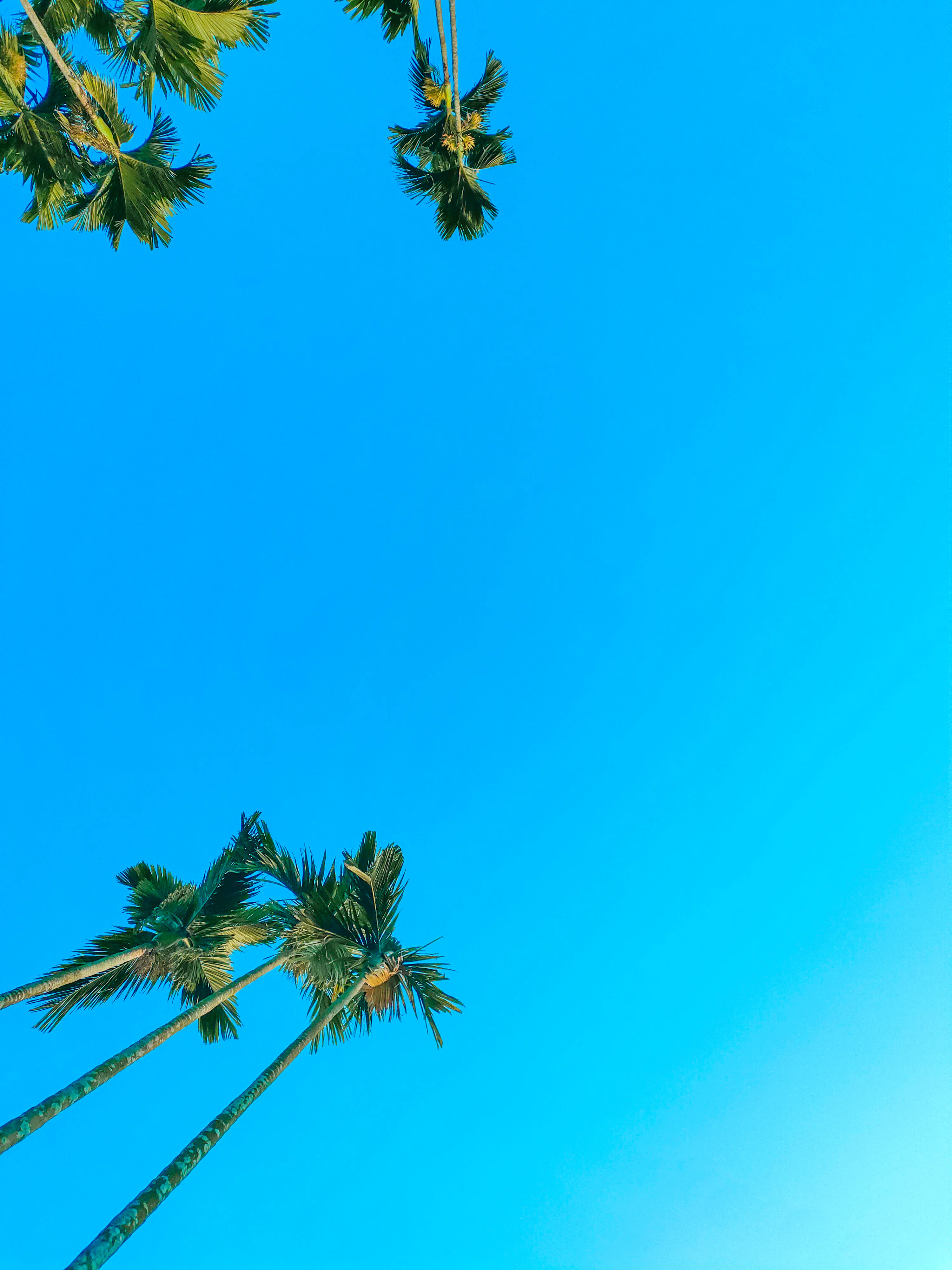 A clear blue sky with palm trees in the foreground photo