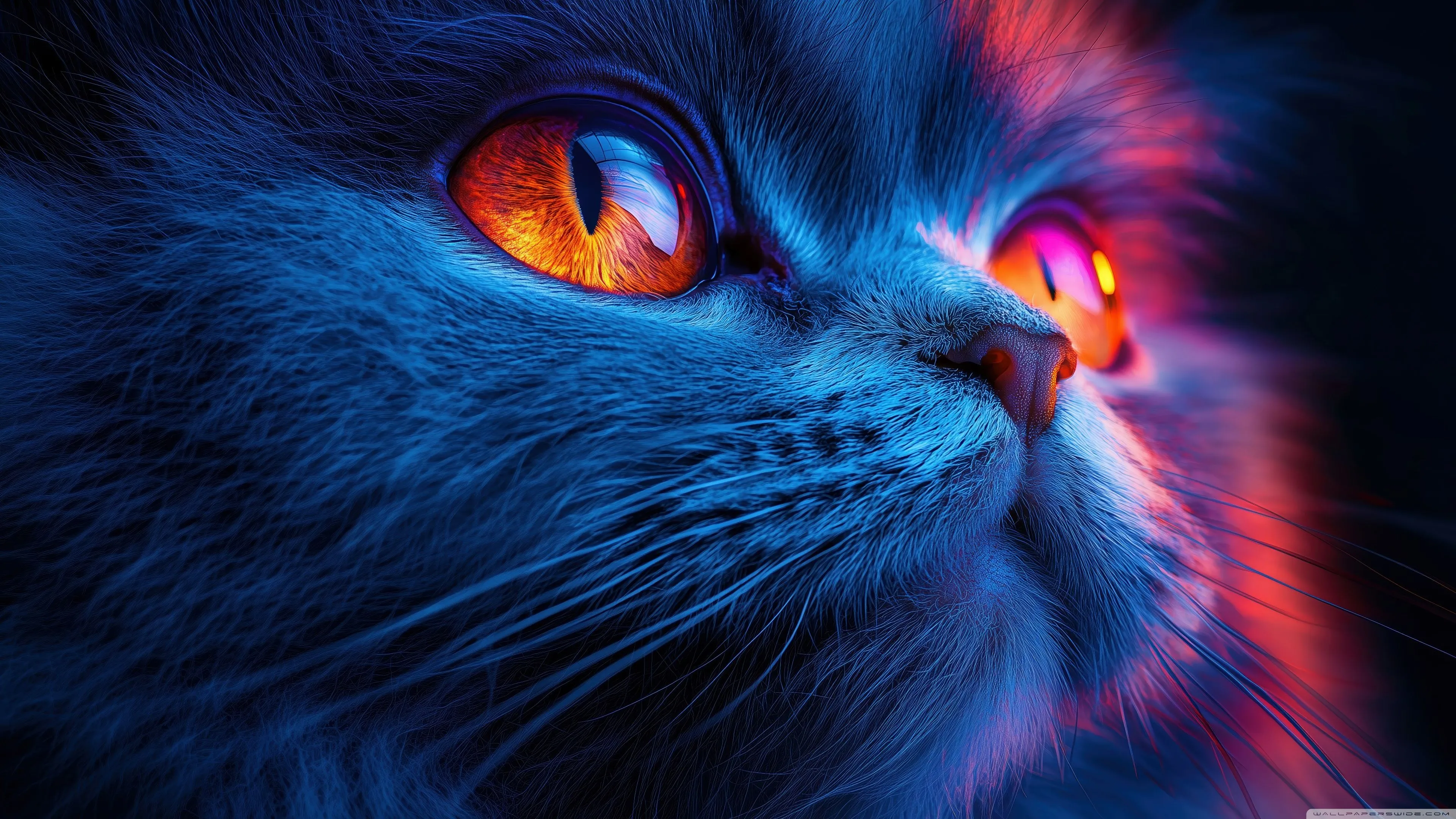 Cute Kitten Close Up 4K UHD Wallpaper For UltraHD Desktop And TV, Widescreen And UltraWide Display, Dual Monitor