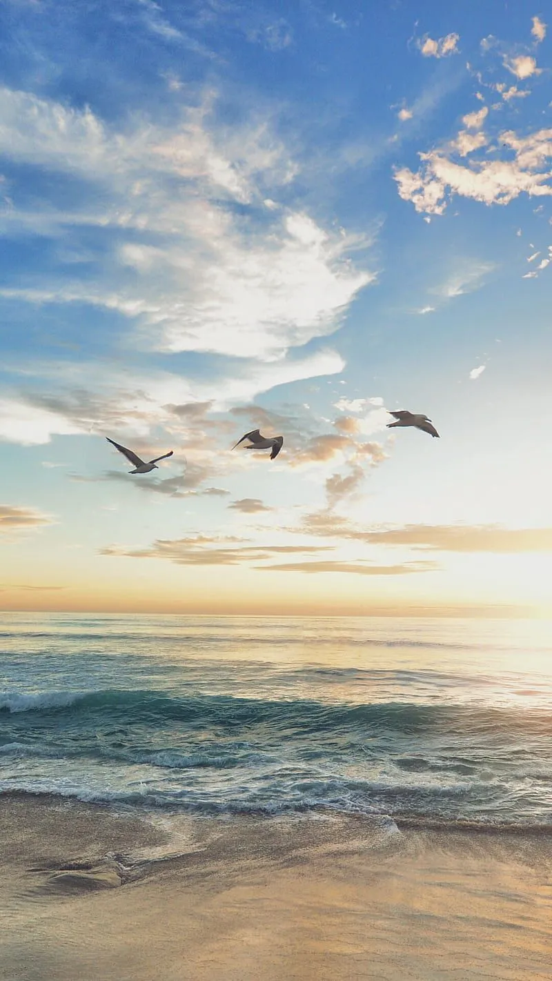 Seashore beach, birds, landscape, nature, sea, sky, summer, HD phone wallpaper