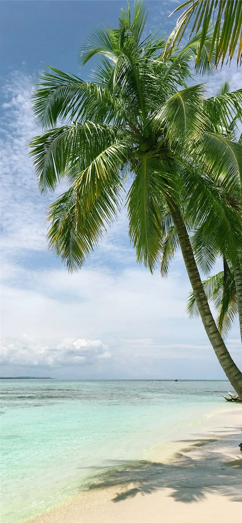 palm tree near seashore iPhone 11 Wallpaper Free Download
