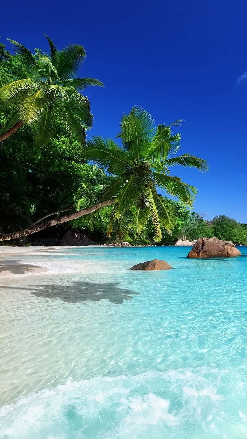 Tropical Phone Wallpaper, HD Background on WallpaperBat