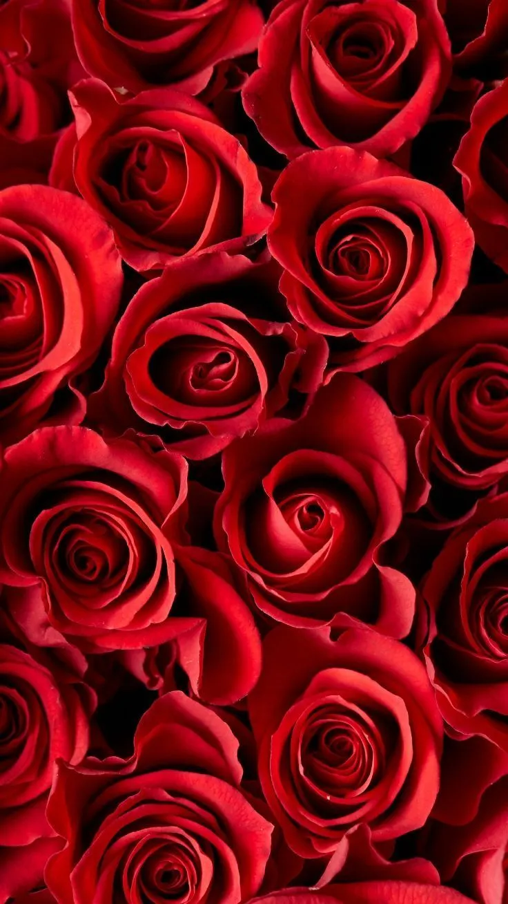 Vibrant Red Rose Wallpaper. Red rose background wallpaper