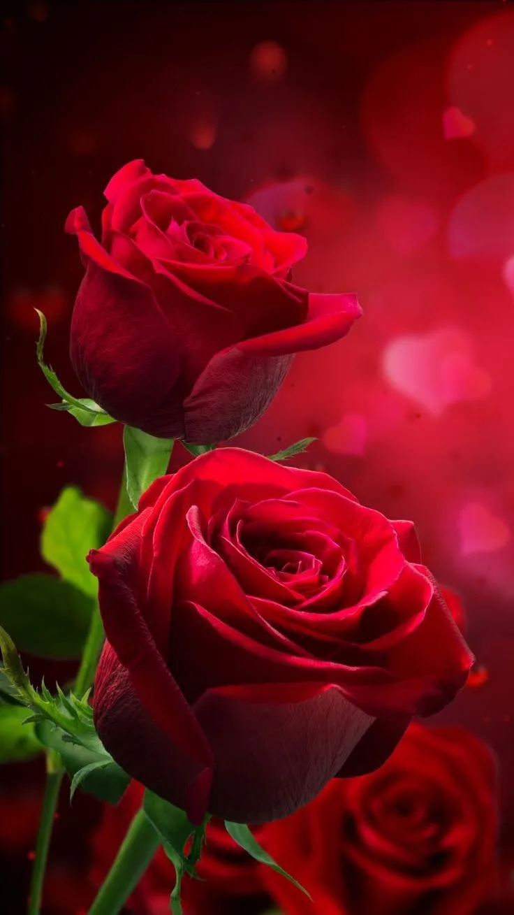 Hd Wallpaper Of Red Roses For Mobile. Love rose image, Rose flower wallpaper, Rose wallpaper