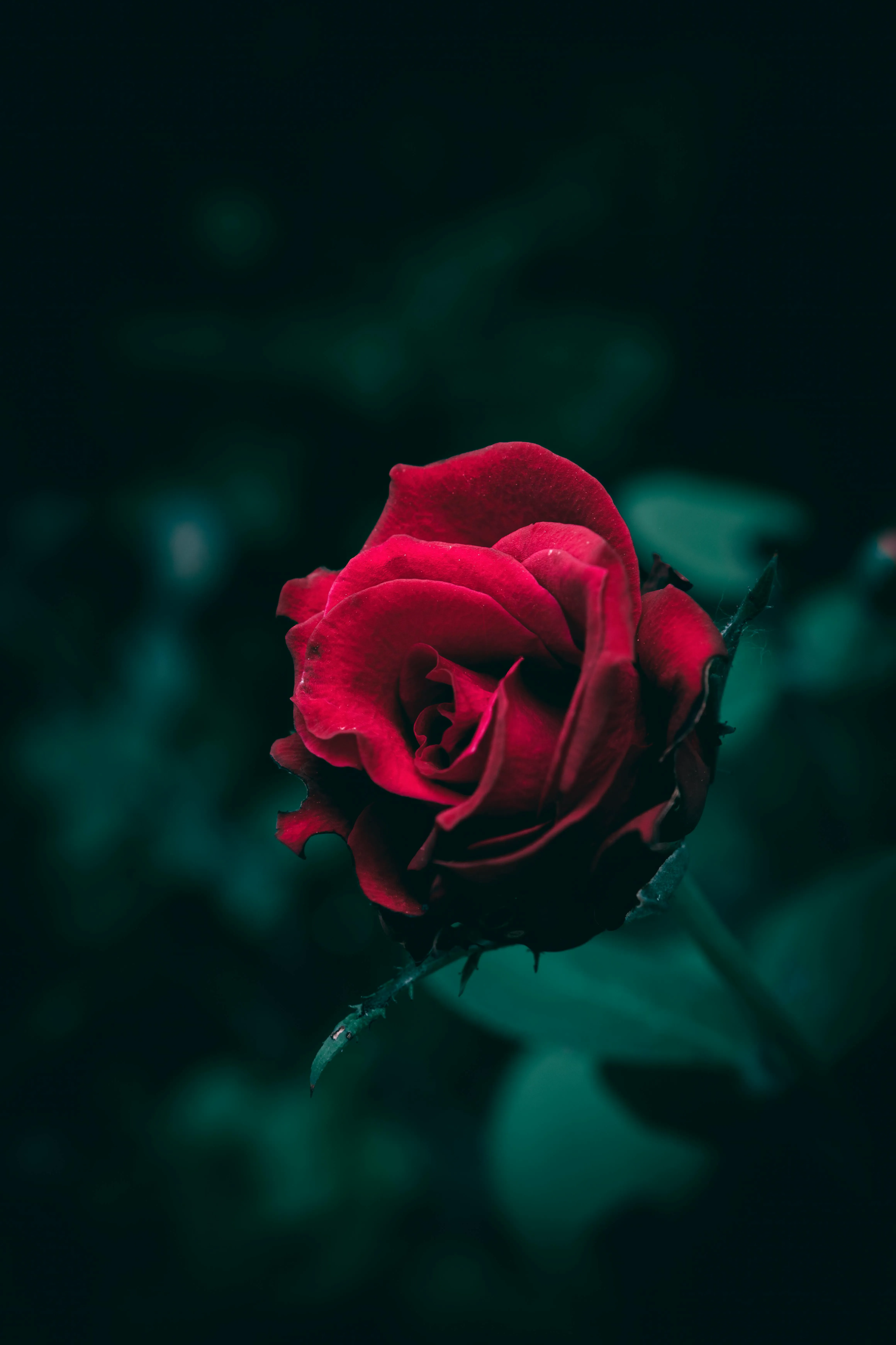 Close Up Of Vibrant Red Rose On Dark Background · Free
