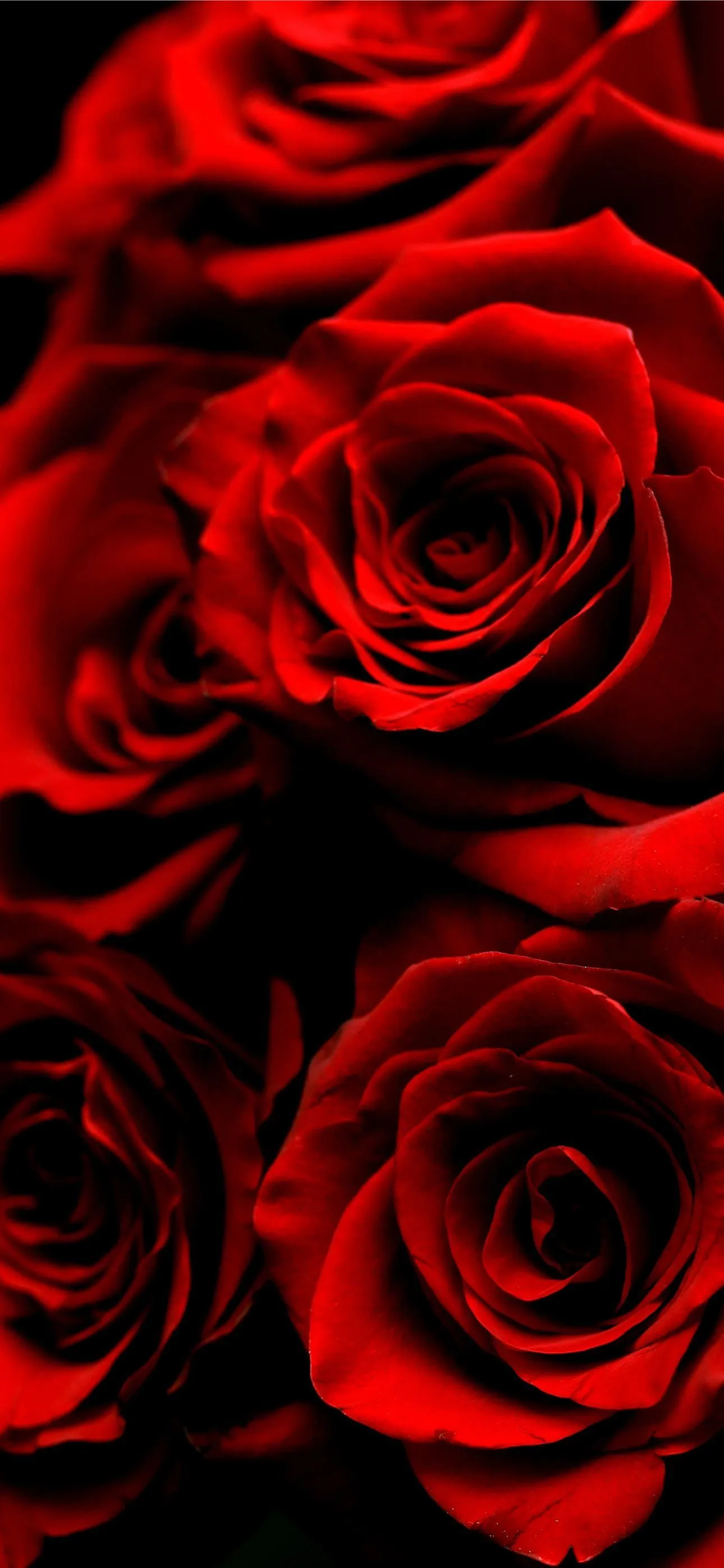 red roses iPhone Wallpaper Free Download