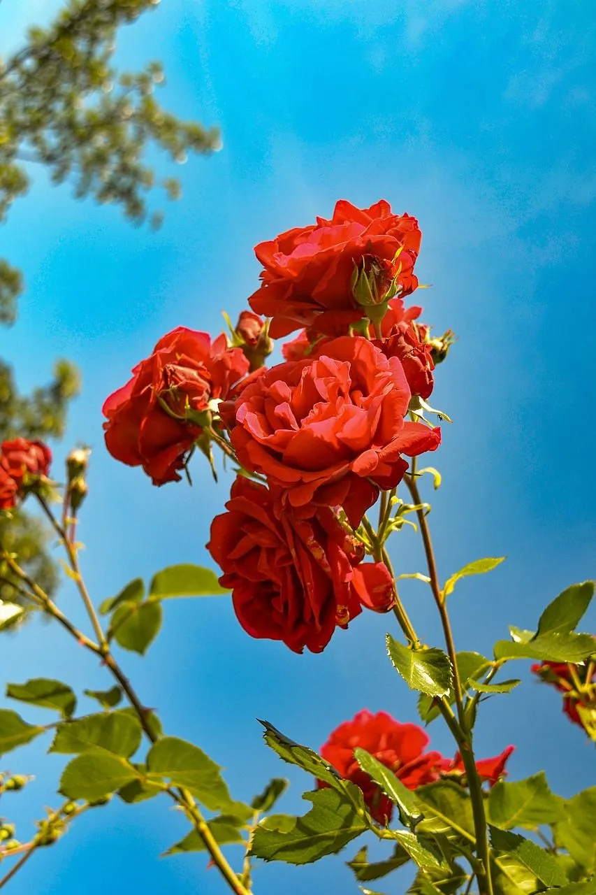 Download free photo of Roses, red, garden, beauty, romantic