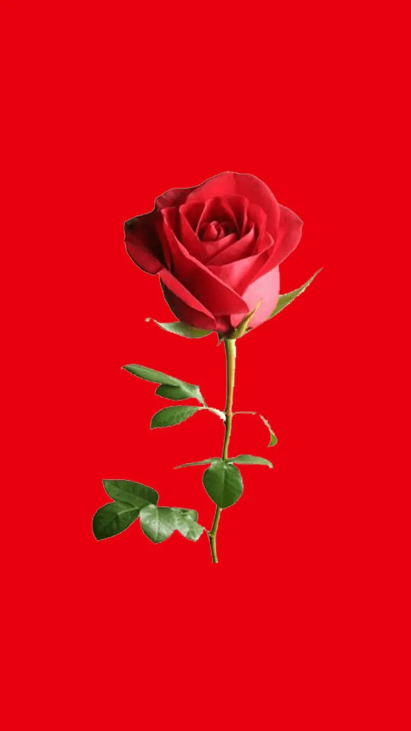 Rose, flower, lovr, red, HD phone wallpaper