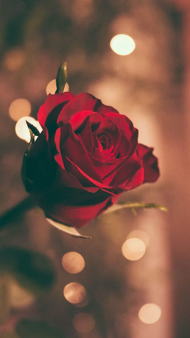 Blood red rose, red rose, flower, HD phone wallpaper