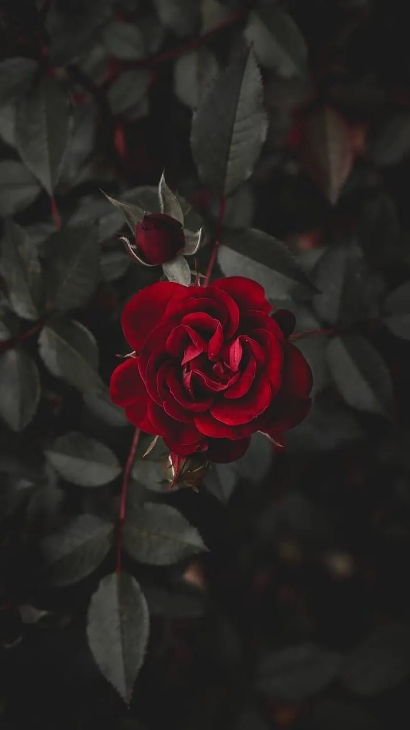 Dark Red Roses, HD phone wallpaper