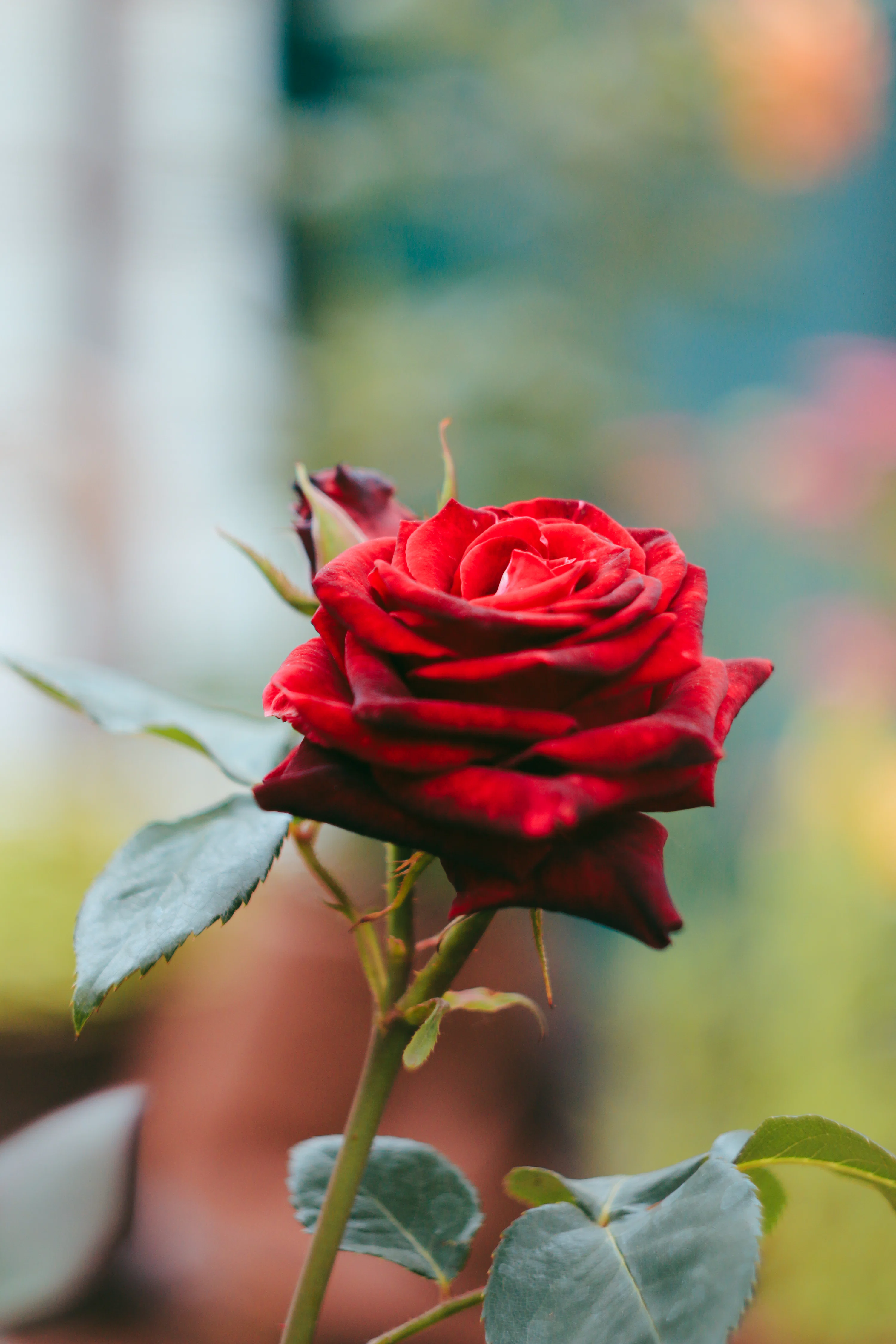 A close up of a red rose with a blurry background photo