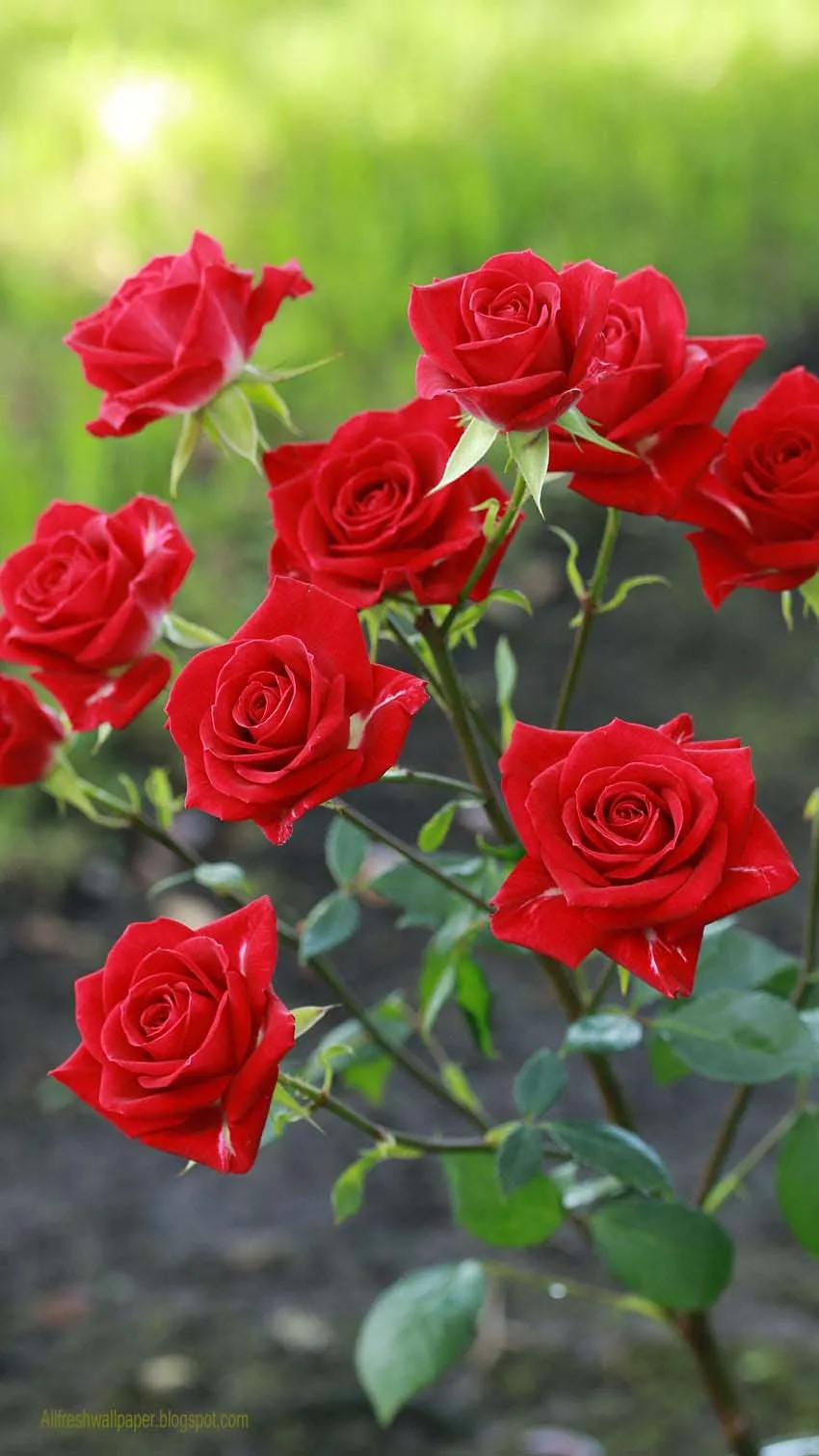 Allfreshwallpaper: Mind Blowing HD Red Rose wallpaper