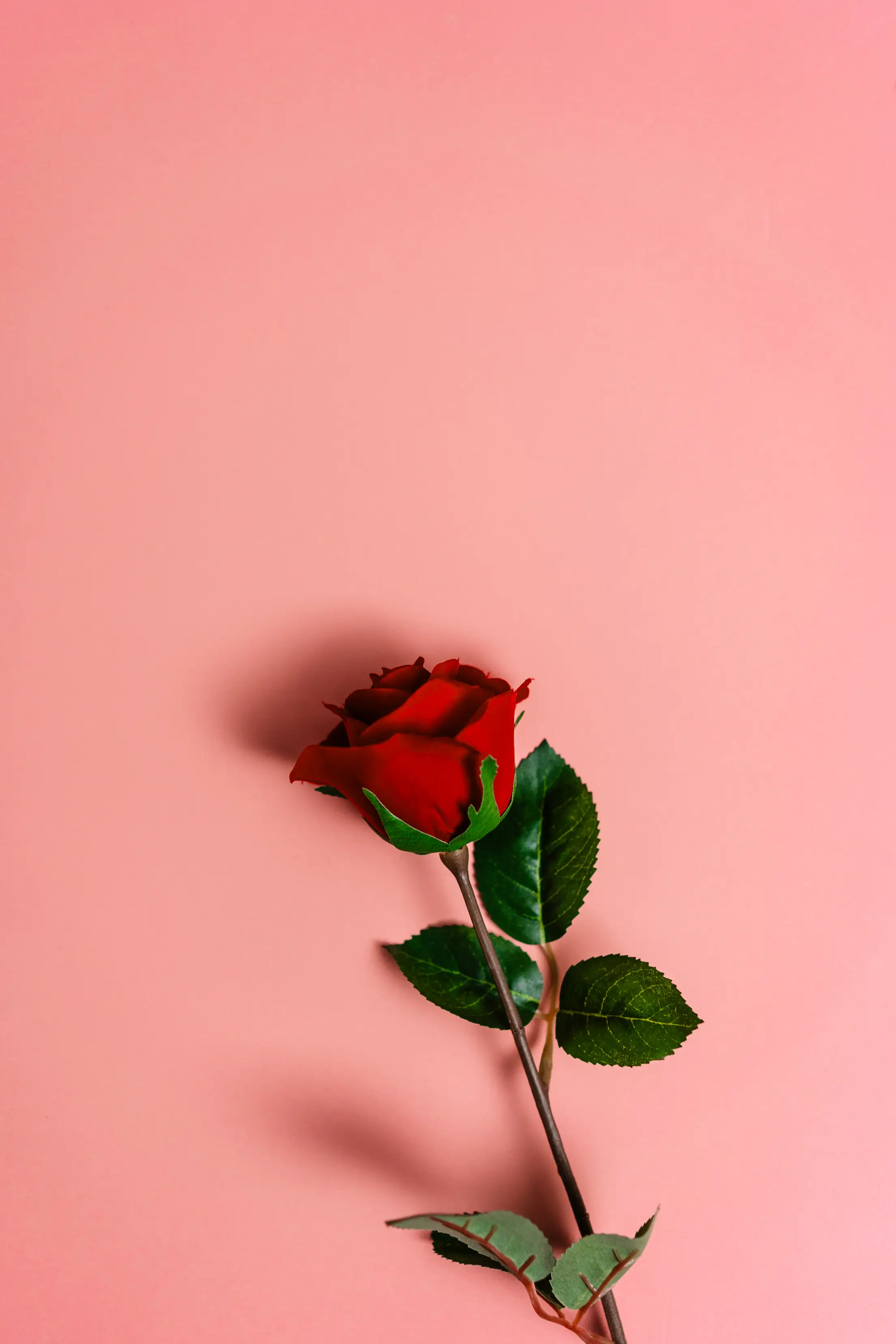 Beautiful Red Rose on Pastel Background. Free Love Image